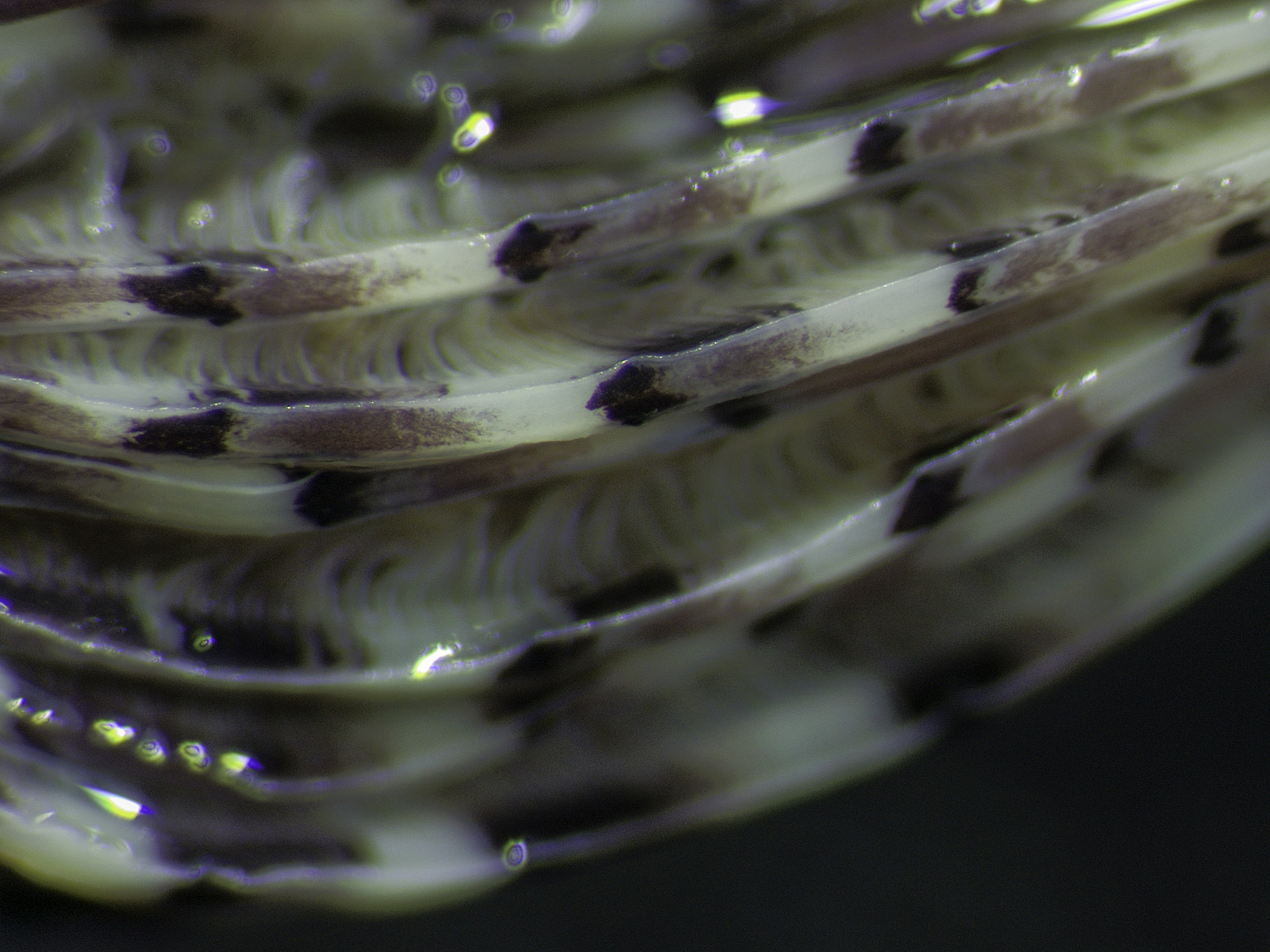 image: Bispira polyomma. Dish photograph showing paired eyes on tentacles, Bangor Marina, Co. Down, 2024.