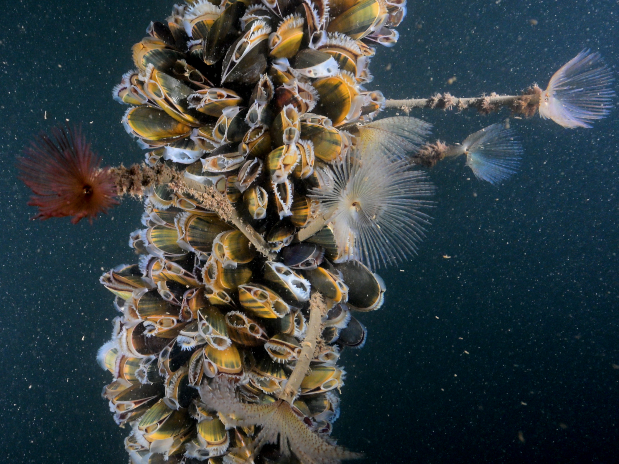 Sabella spallanzanii image: 20260115_01-1