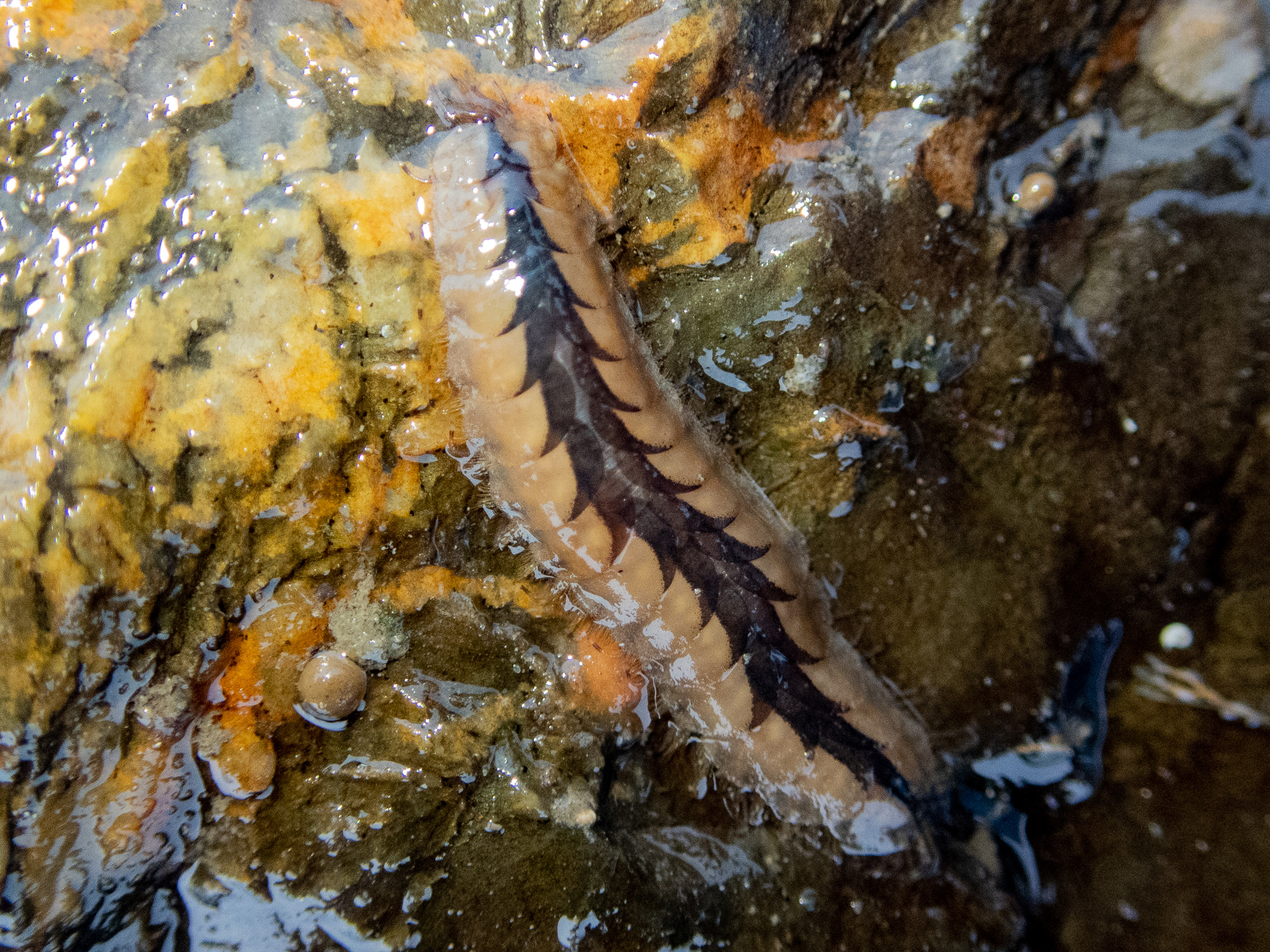 image: Harmothoe imbricata. Strangford Lough, 2021.