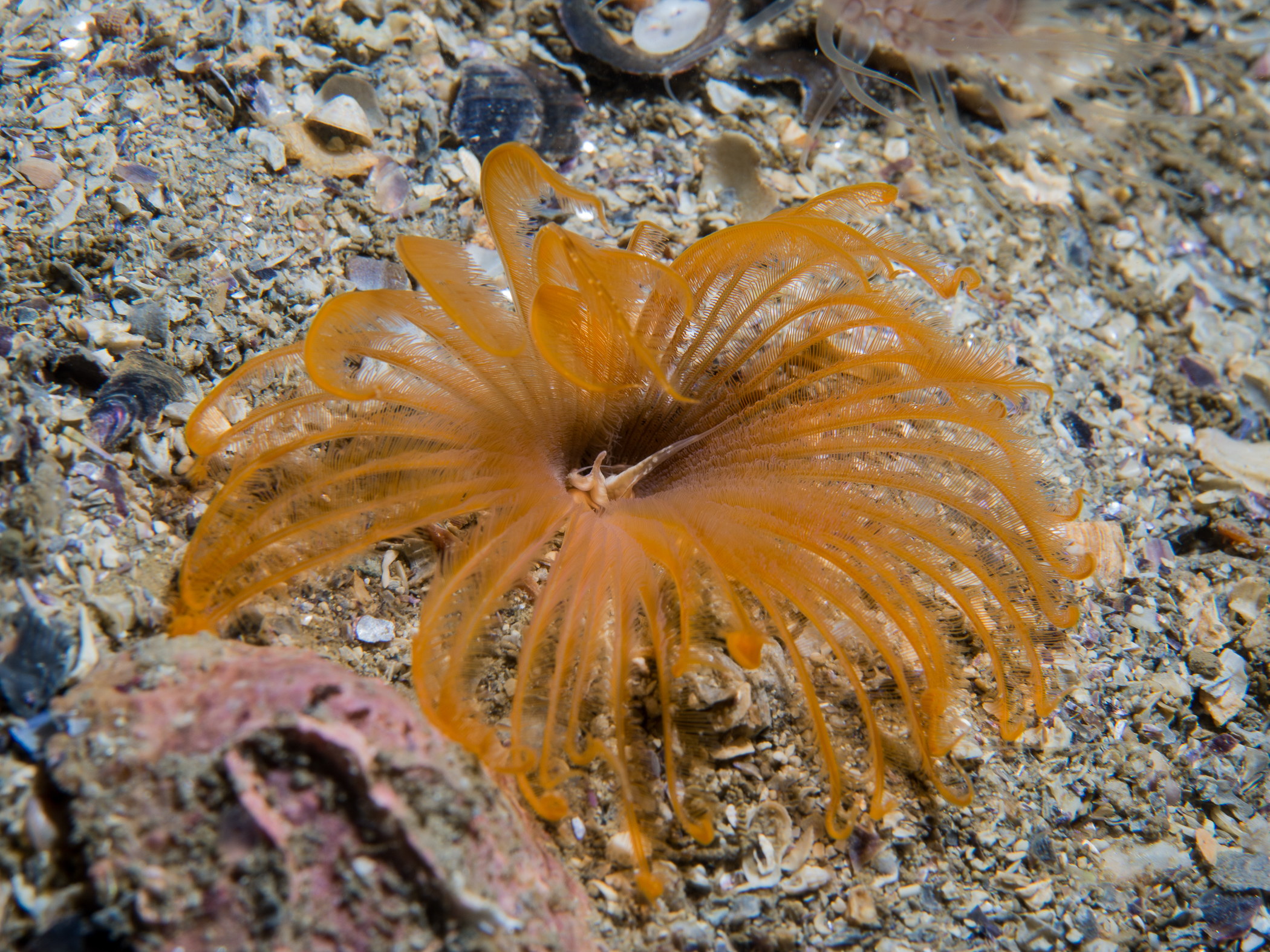 image: Acromegalomma vesiculosum. Connemara, Co Galway, 2017.