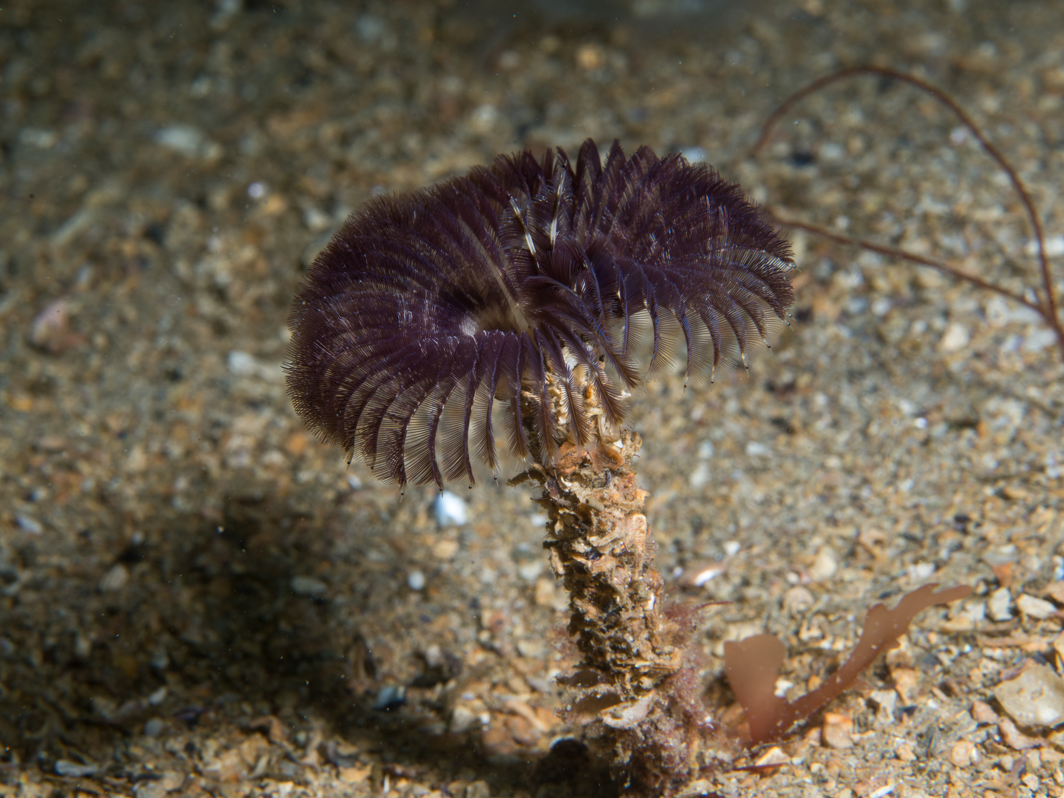 image: Acromegalomma vesiculosum. Connemara, Co Galway, 2017.