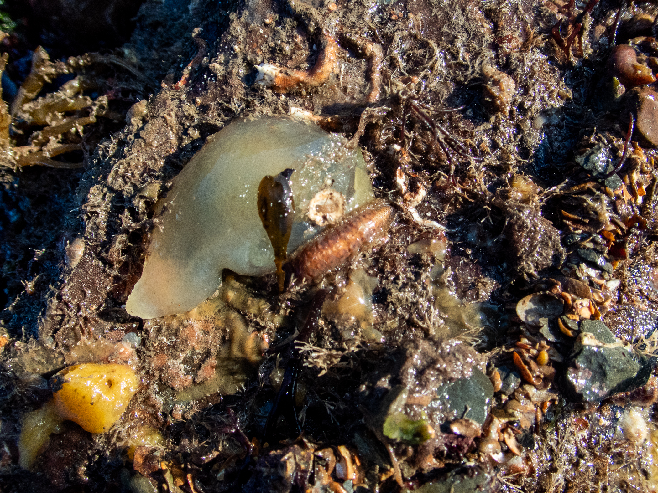 image: Gattyana cirrosa. Underside of low shore boulder boulder with <em>Gattyana cirrosa</em> and <em>Ascidia conchilega</em>, Strangford Lough, 2020.