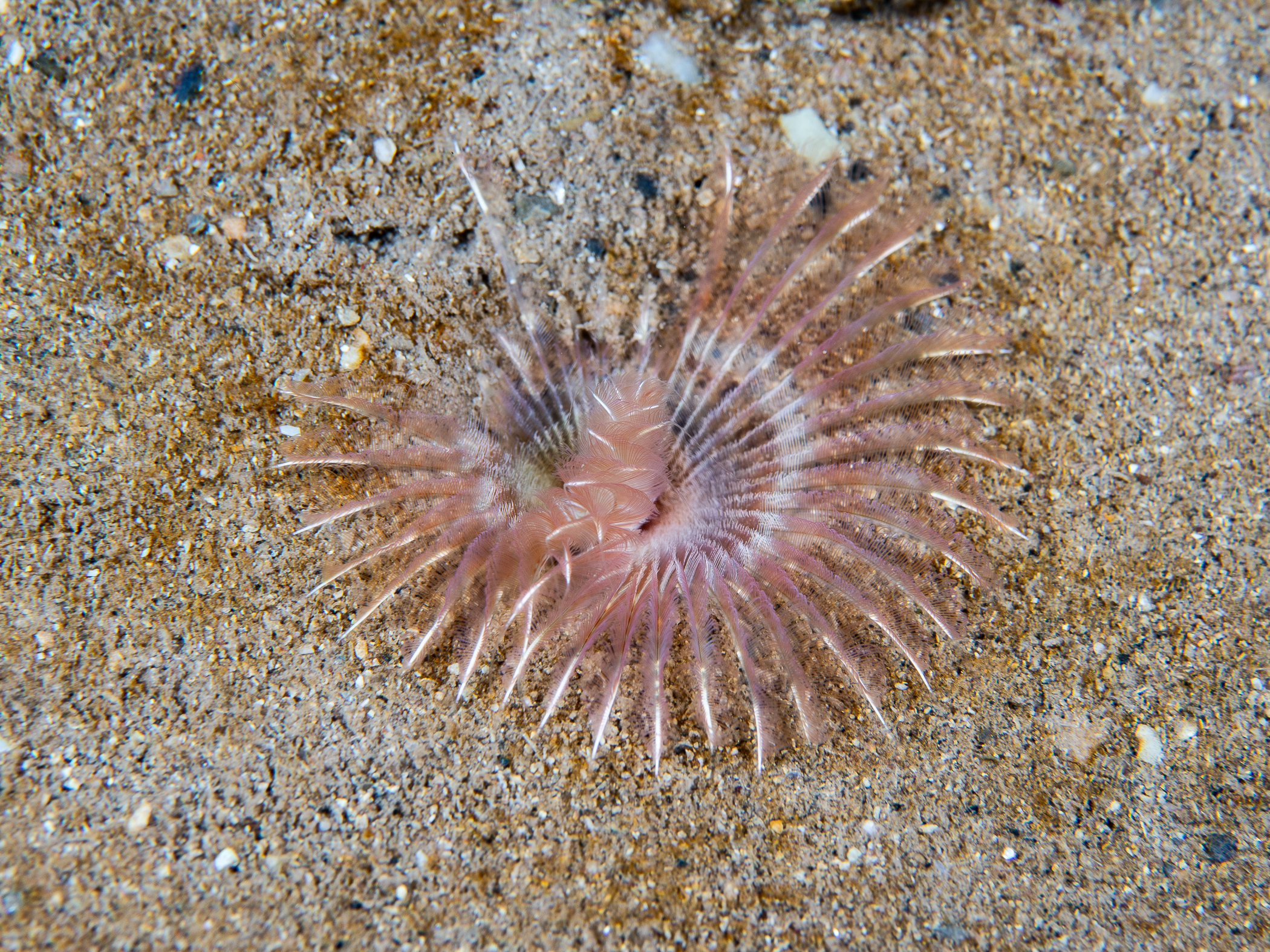 image: Chone infundibuliformis. Rathlin Island, 2019.
