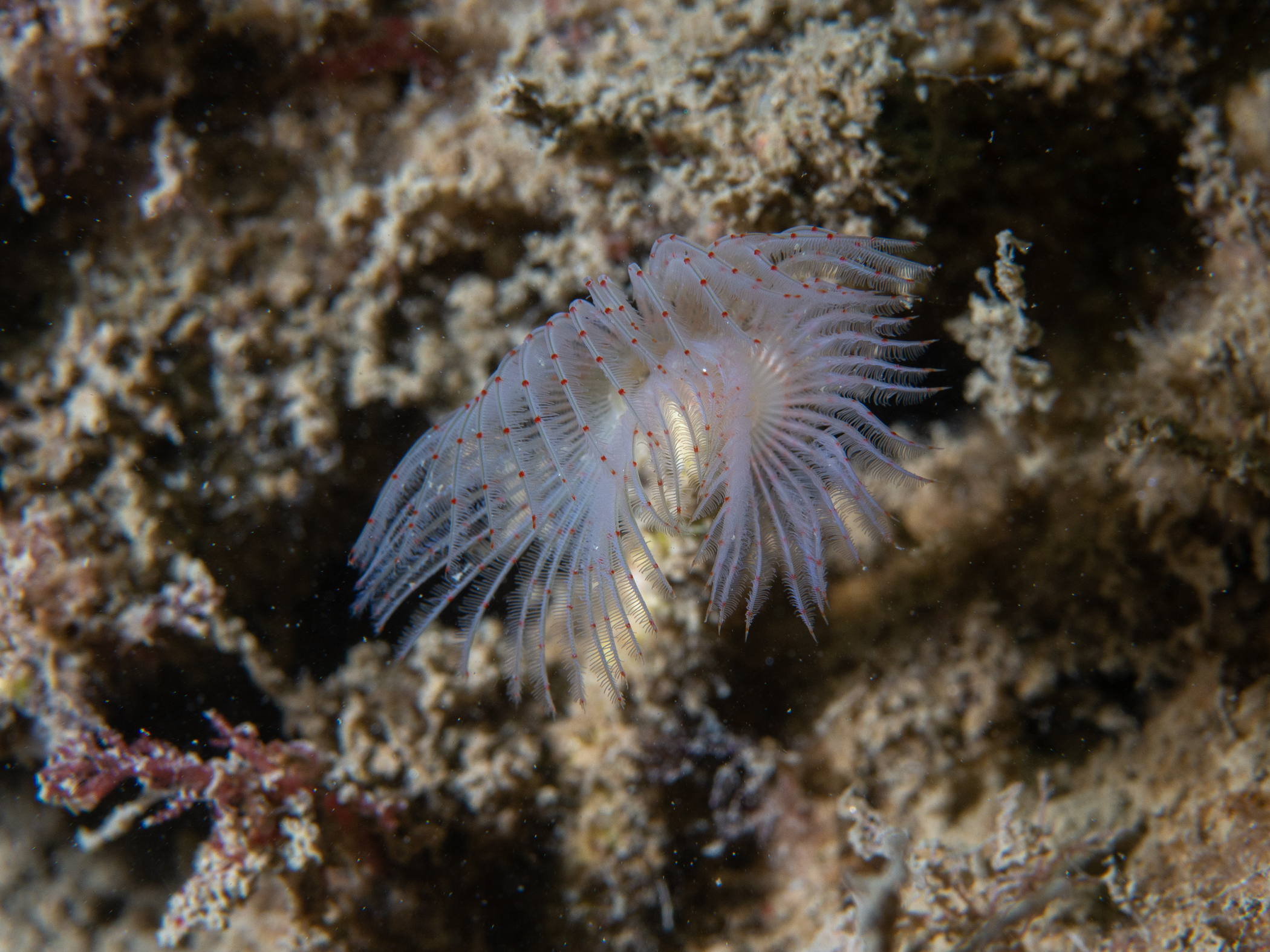image: Protula tubularia. Rosroe Pier, Killary Harbour, Co Mayo, Ireland, 14m, 2019-06-08.