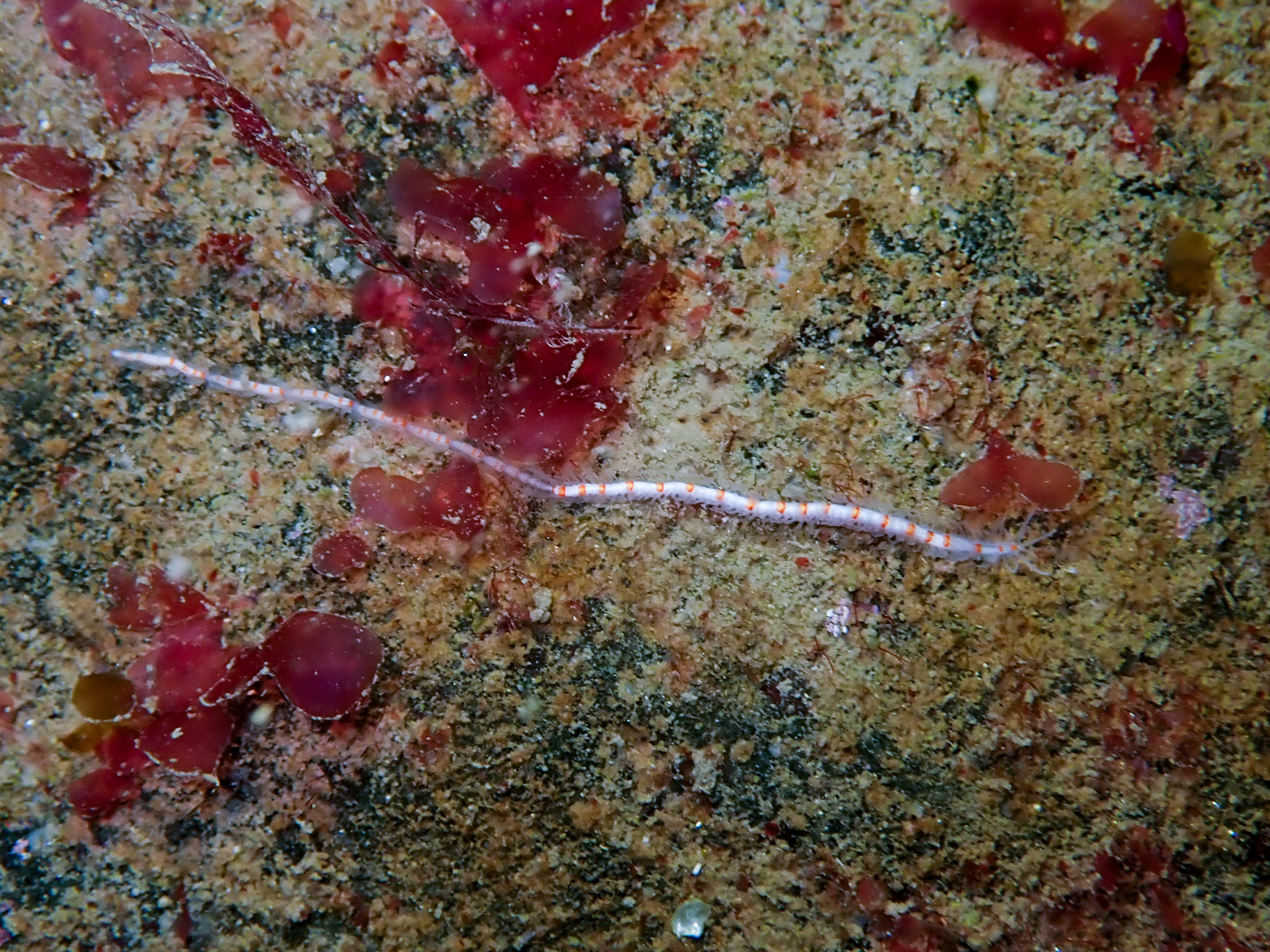 image: Myrianida pinnigera. Rathlin Island, 2025, (photograph: Rebekah Bajko).