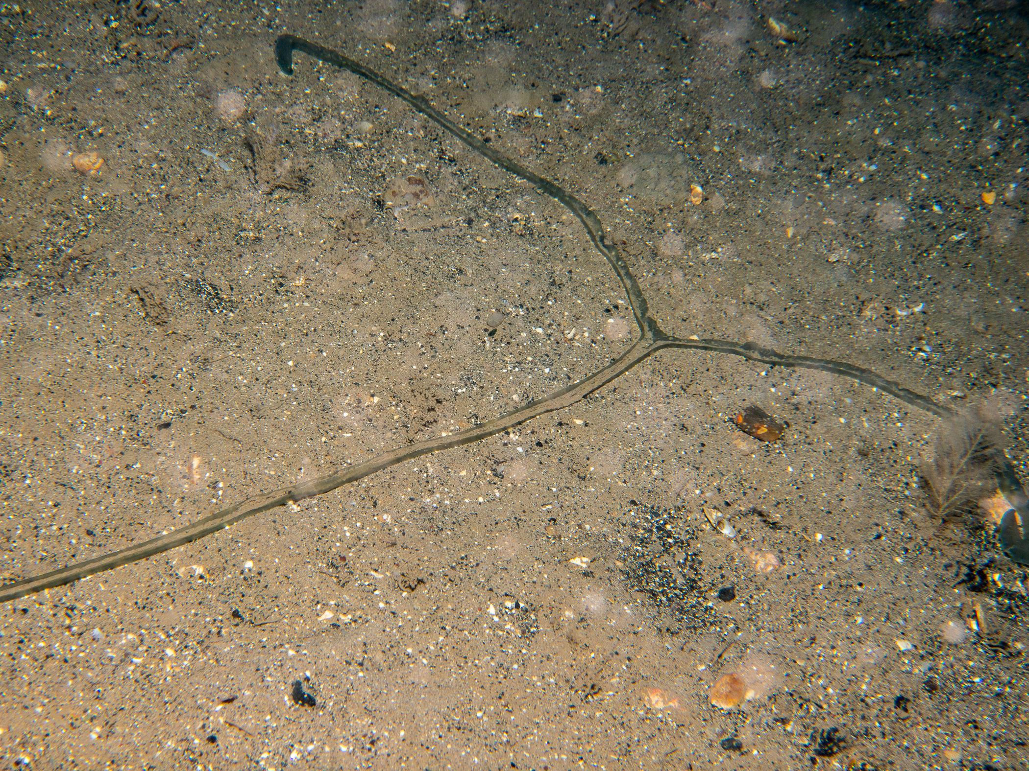 Bonellia viridis image: _b245332