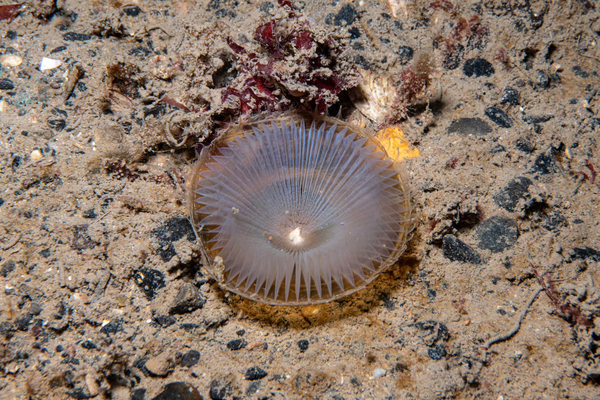 Myxicola polychroma image: _l254721
