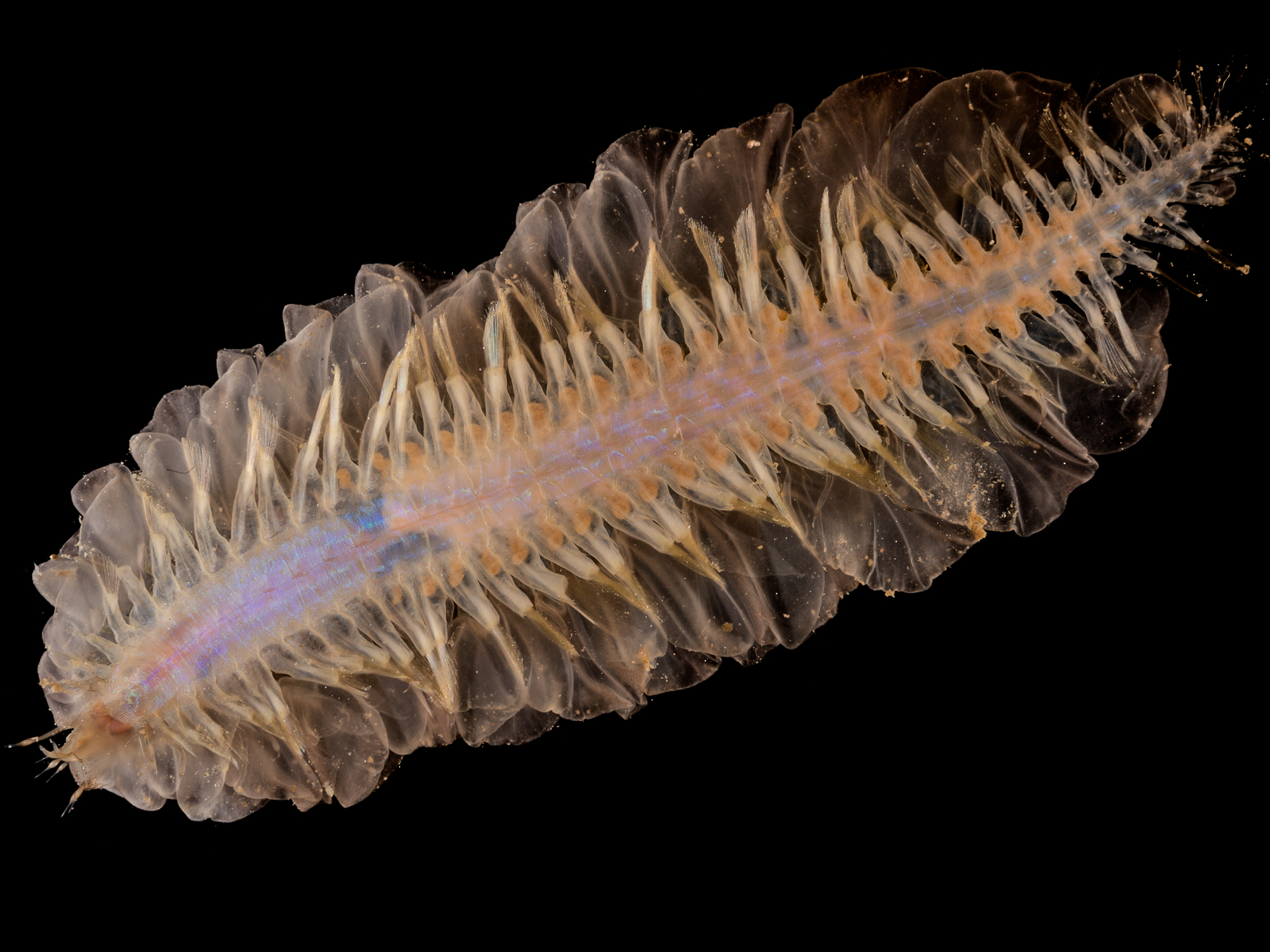 image: Alentia gelatinosa. Ventral view, Strangford Lough, 2020.