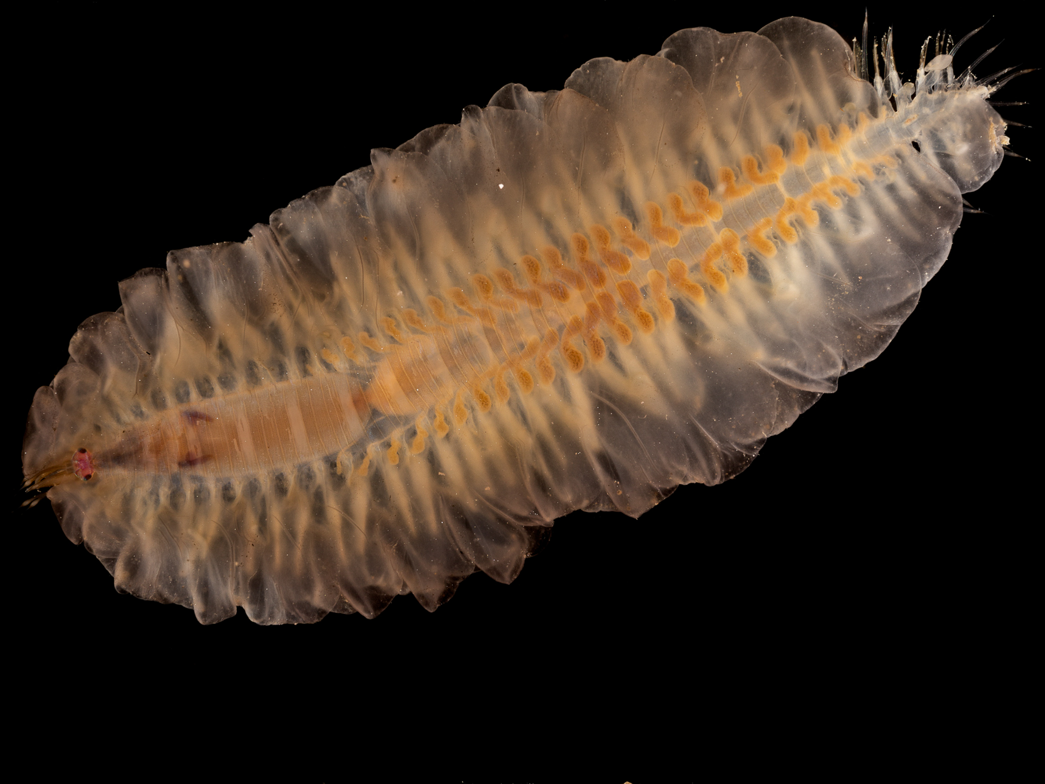 image: Alentia gelatinosa. Strangford Lough, 2020.