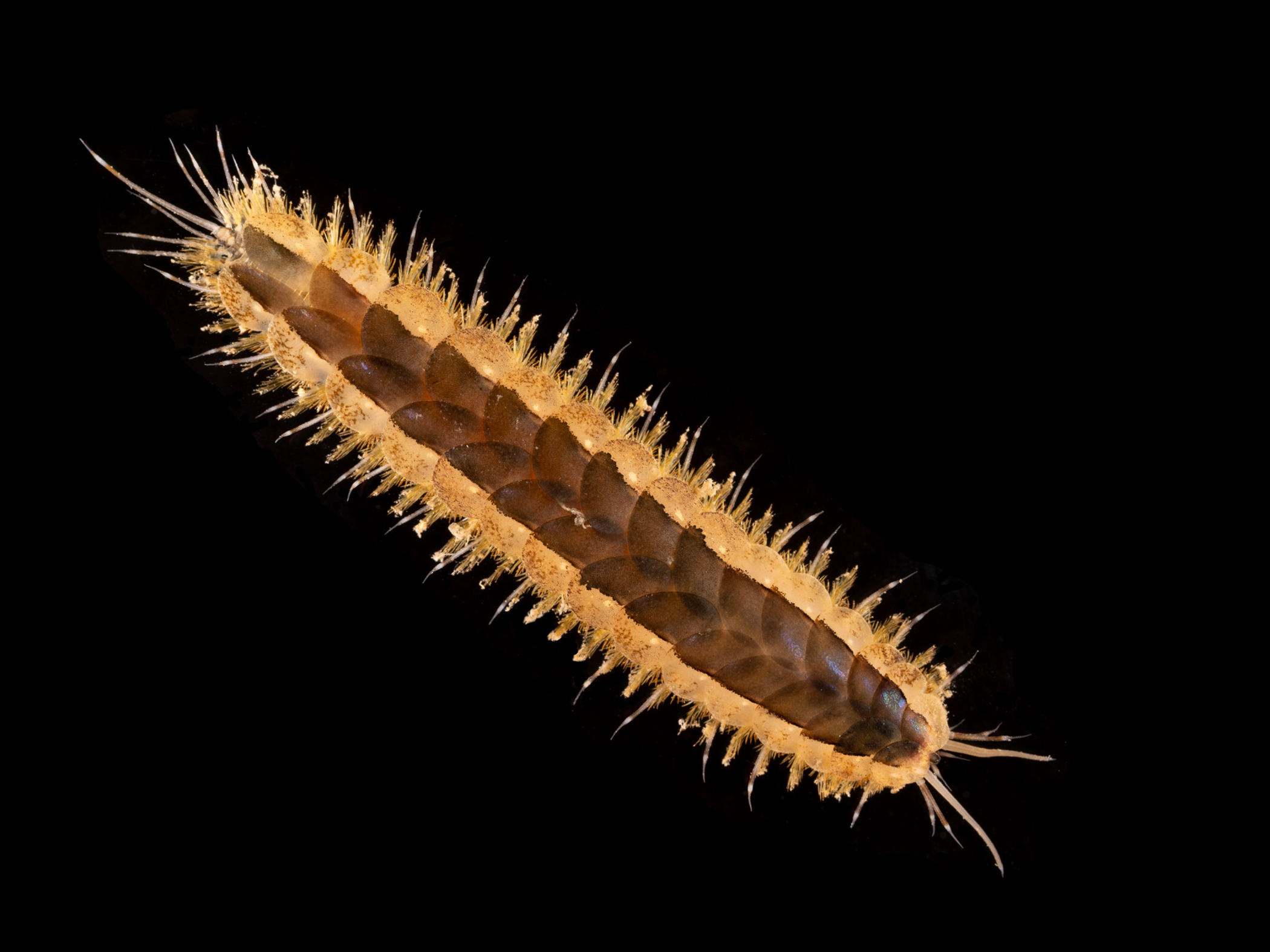 image: Harmothoe imbricata. Strangford Lough, 2021.