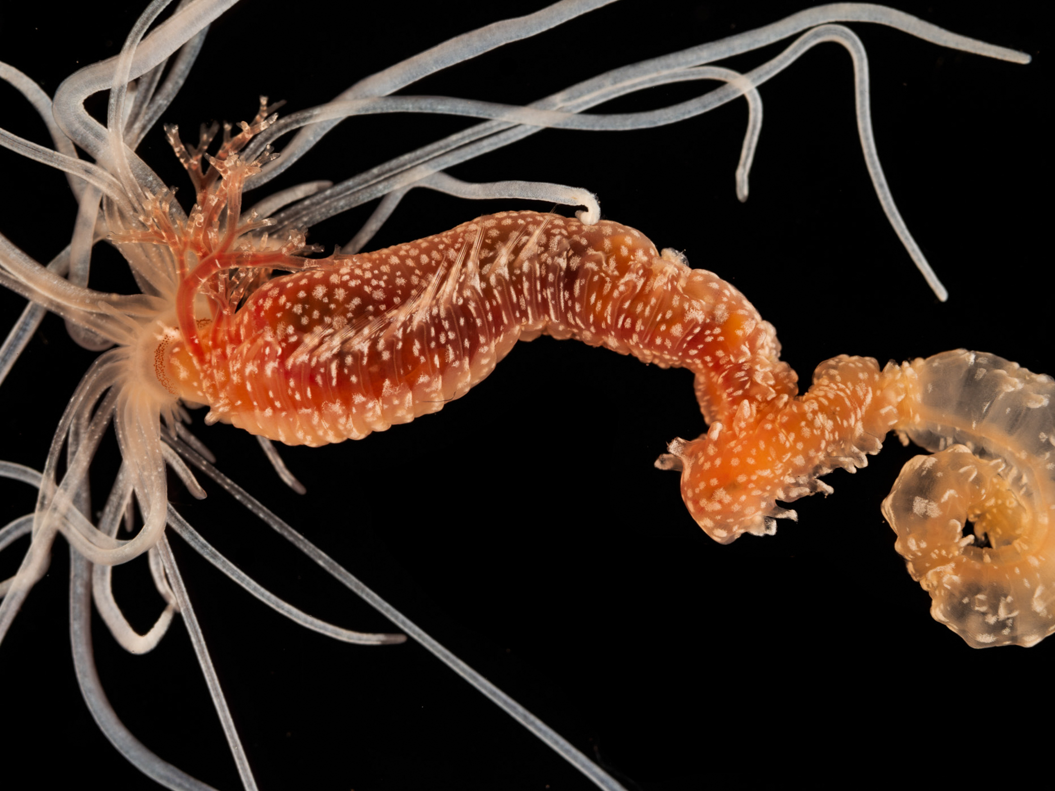 image: Eupolymnia gili. Strangford Lough, 2021.