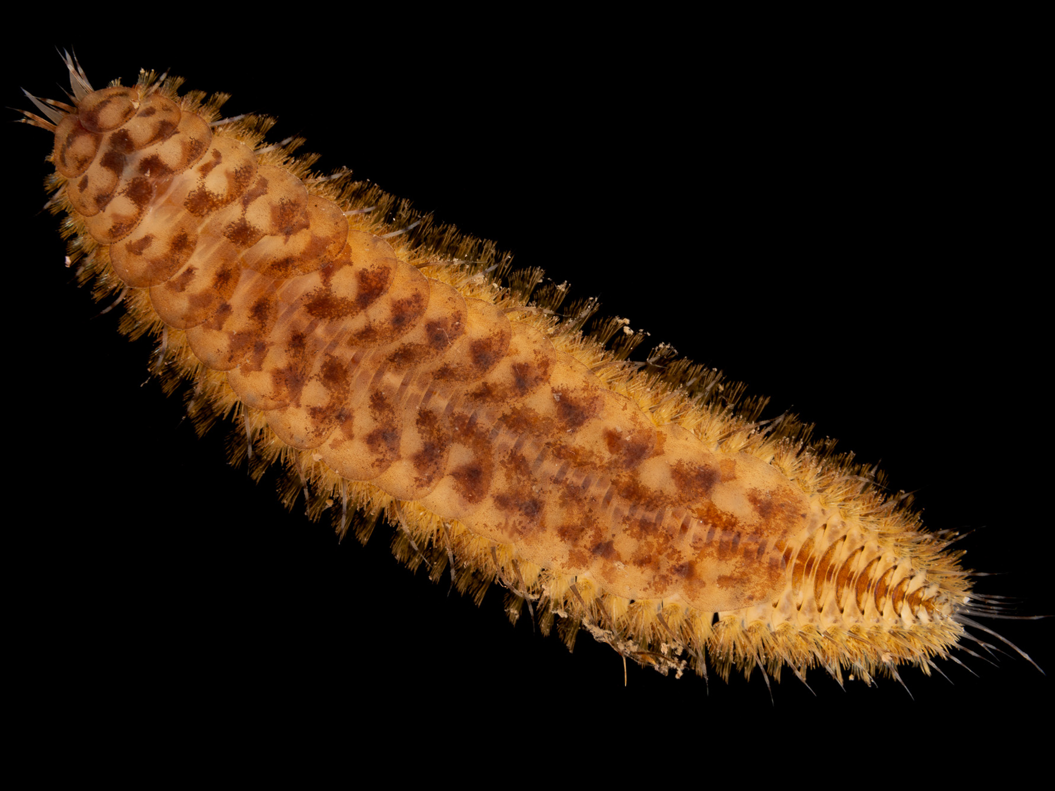 image: Harmothoe extenuata. Strangford Lough, 2021.