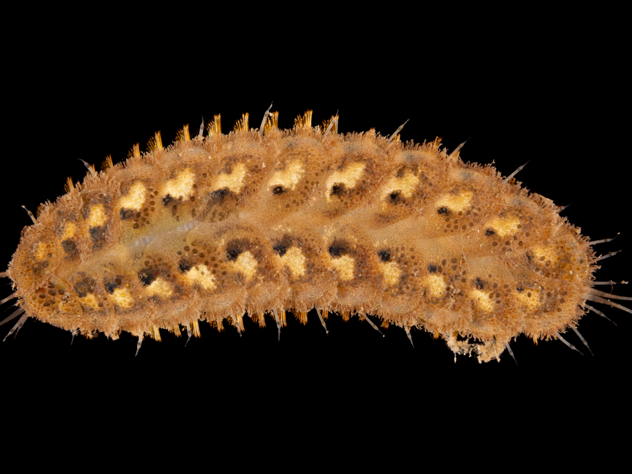 image: Lepidonotus squamatus. Strangford Lough, 2021.