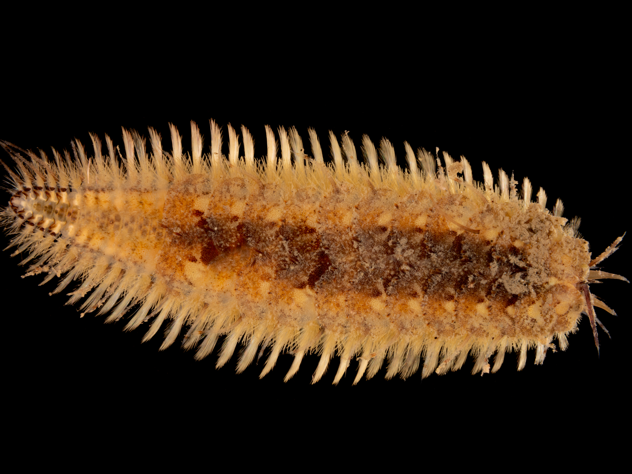 image: Harmothoe impar. Strangford Lough, 2021.