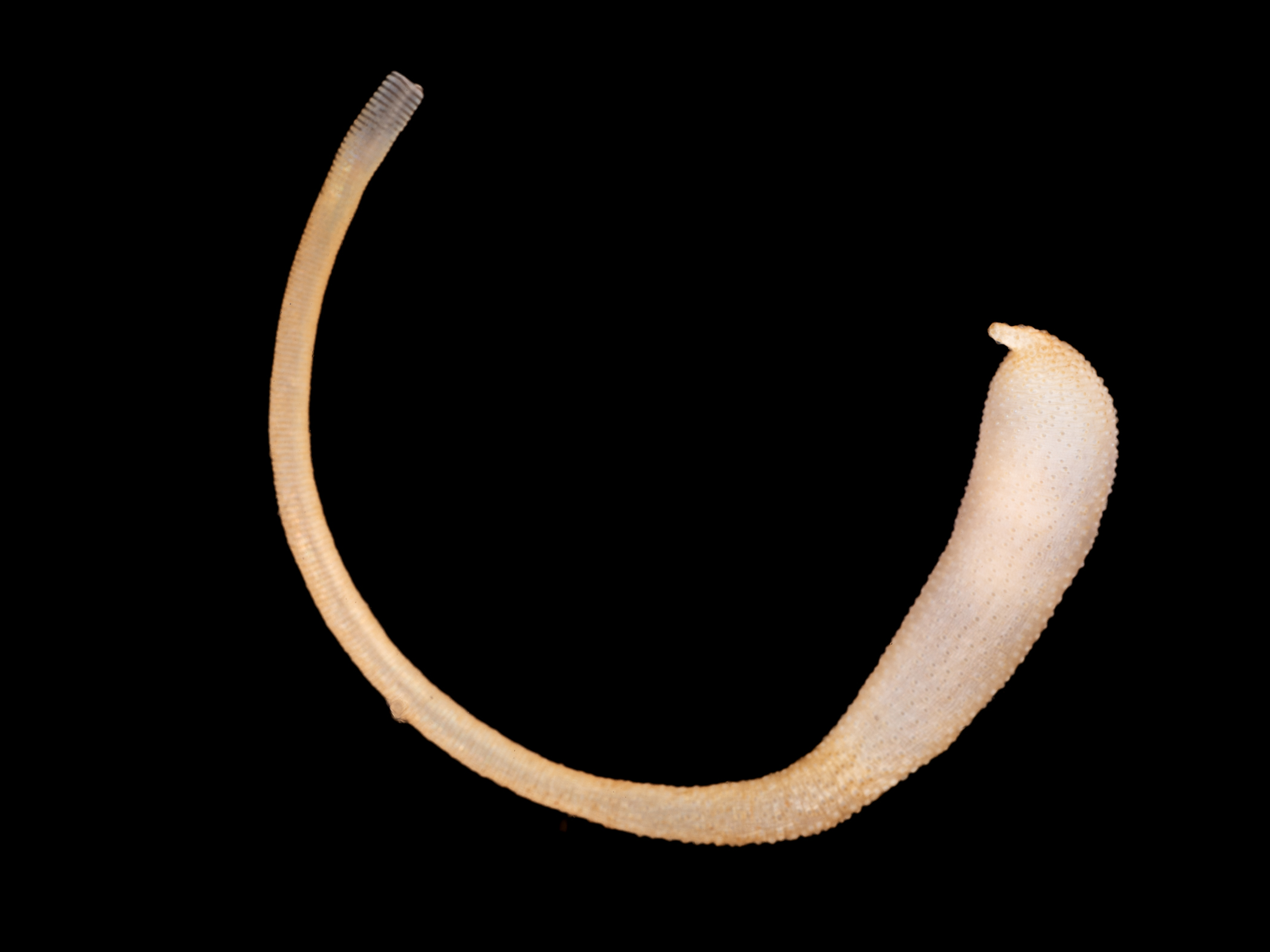 image: Golfingia elongata. Strangford Lough, 2024.