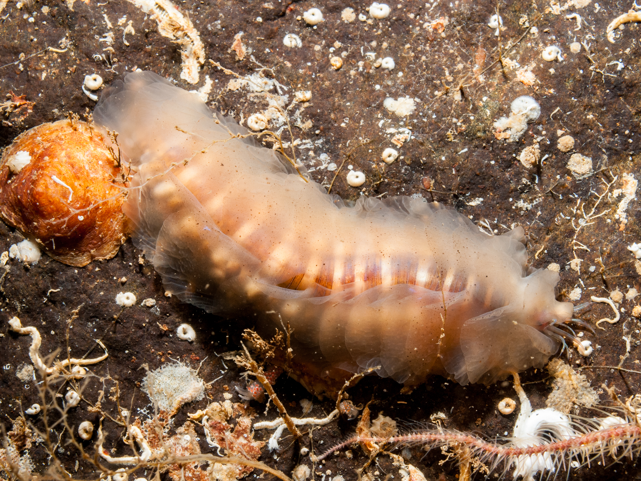 image: Alentia gelatinosa. Scotland, 2009.