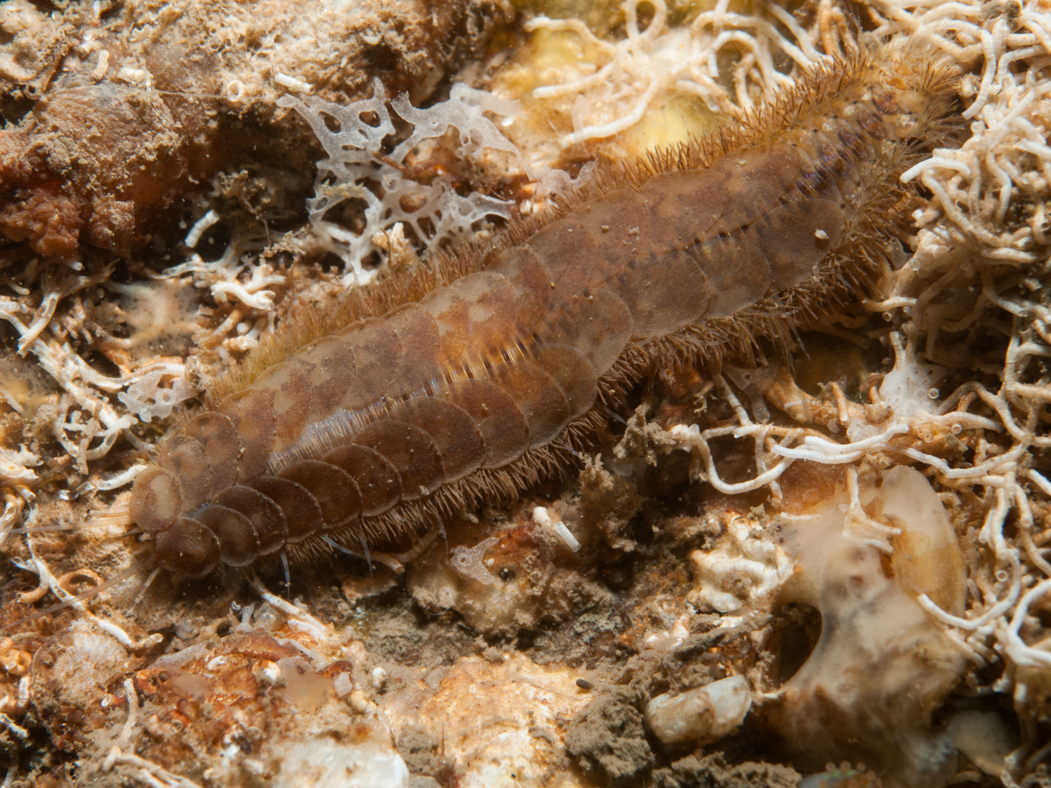 image: Gattyana cirrosa. Strangford Lough, 2008.