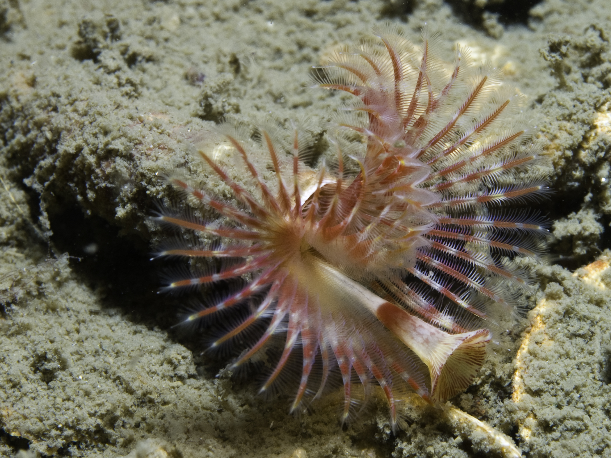 Serpula vermicularis image: bep_3074