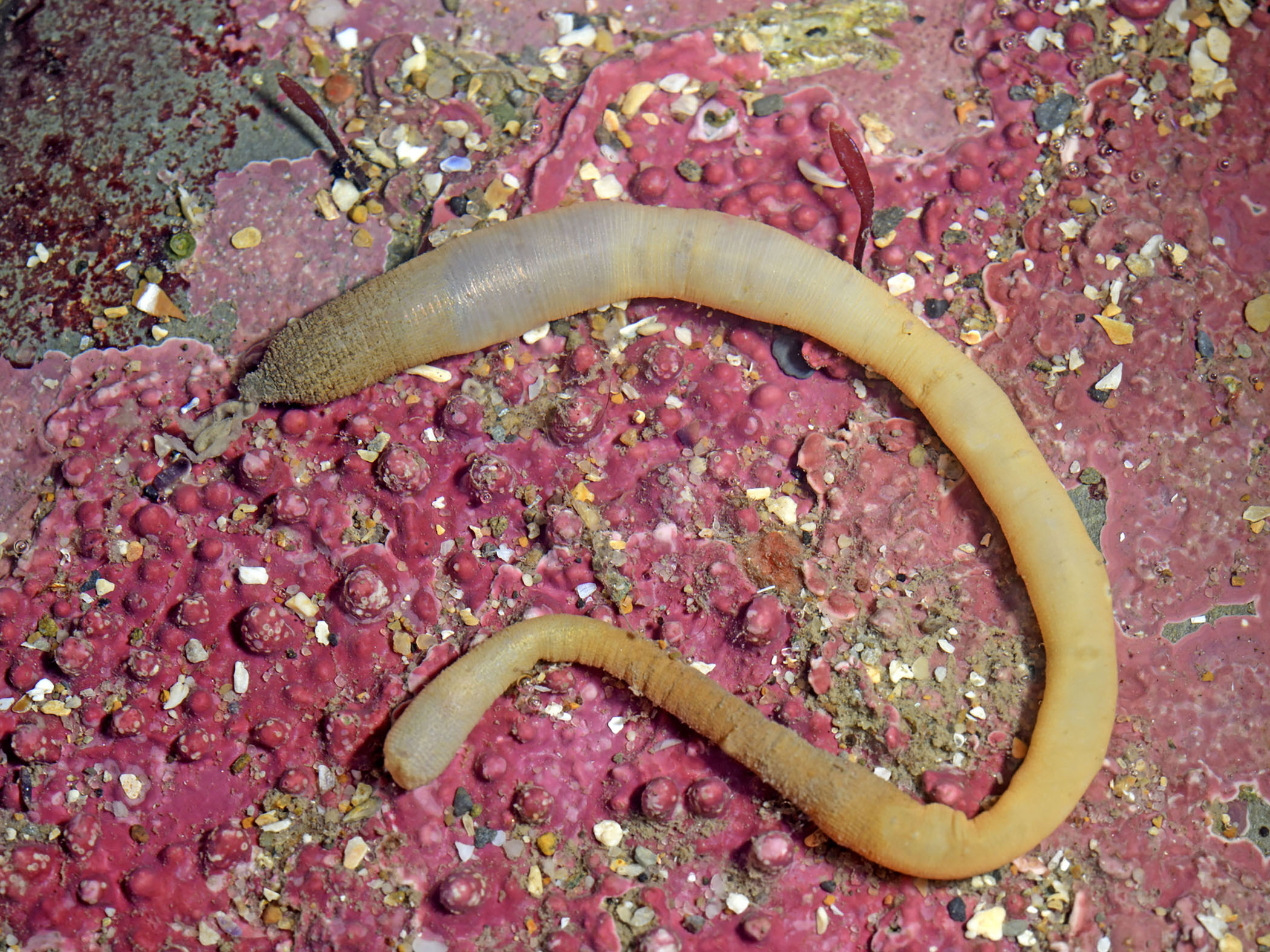 Golfingia elongata image: golfingia_elongata
