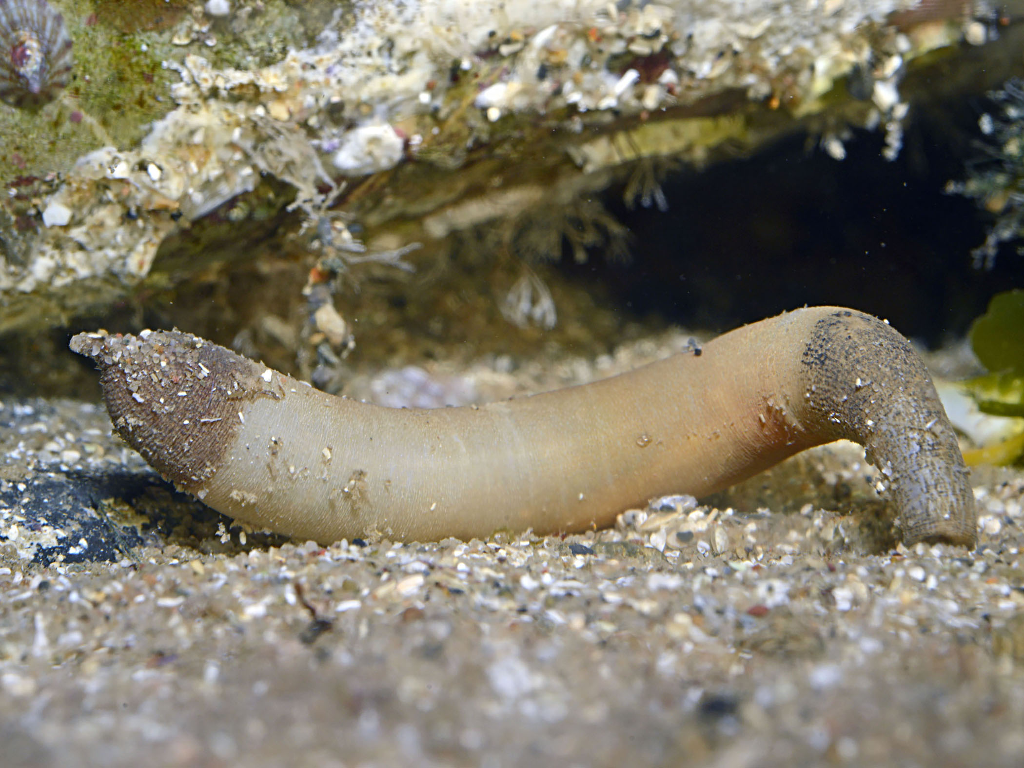image: Golfingia vulgaris. Strangford Lough, 2023, © Roy Anderson.