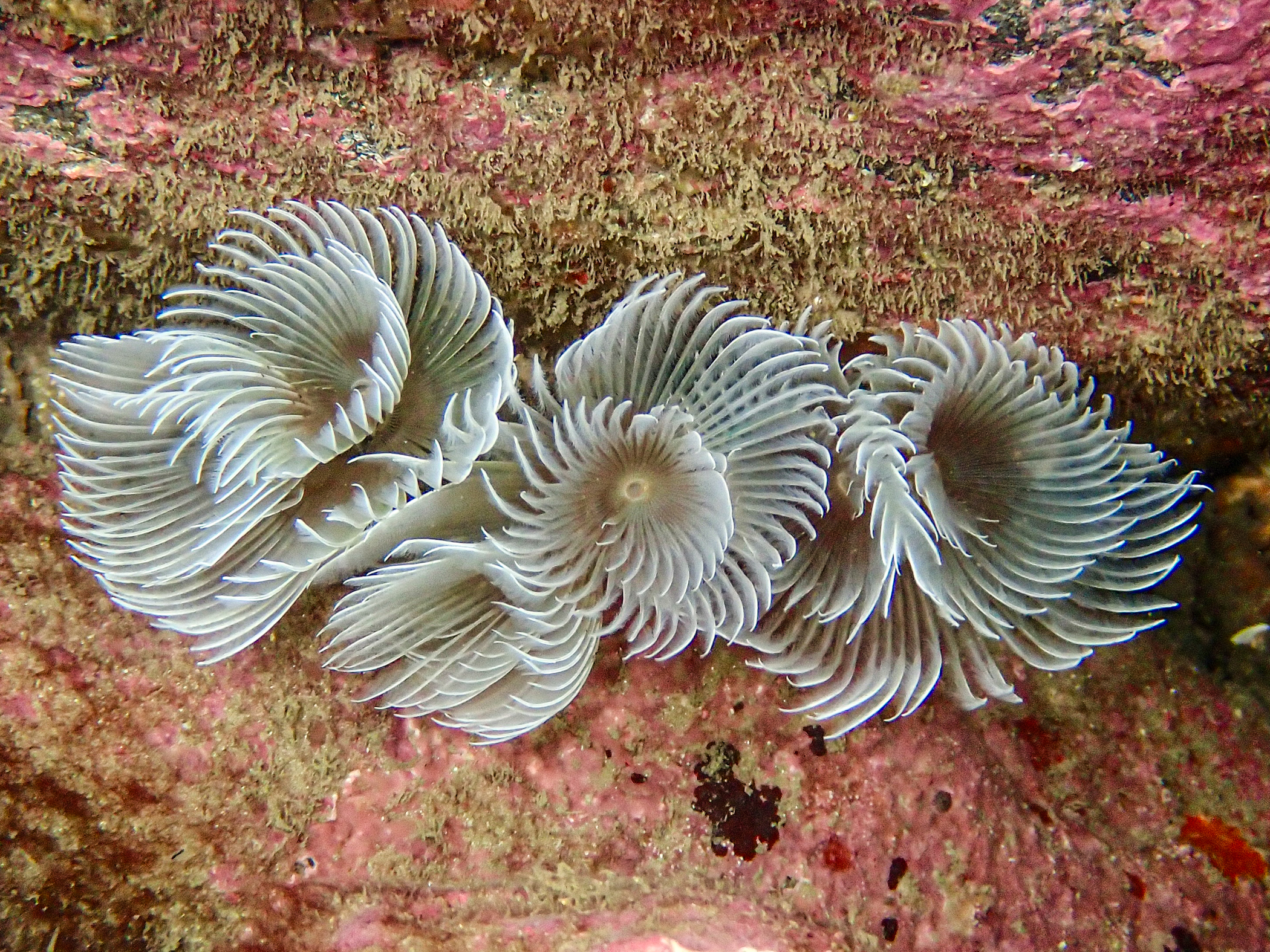 image: Bispira volutacornis. The Maidens, 2022. Photographer(s): Libby Keatley.