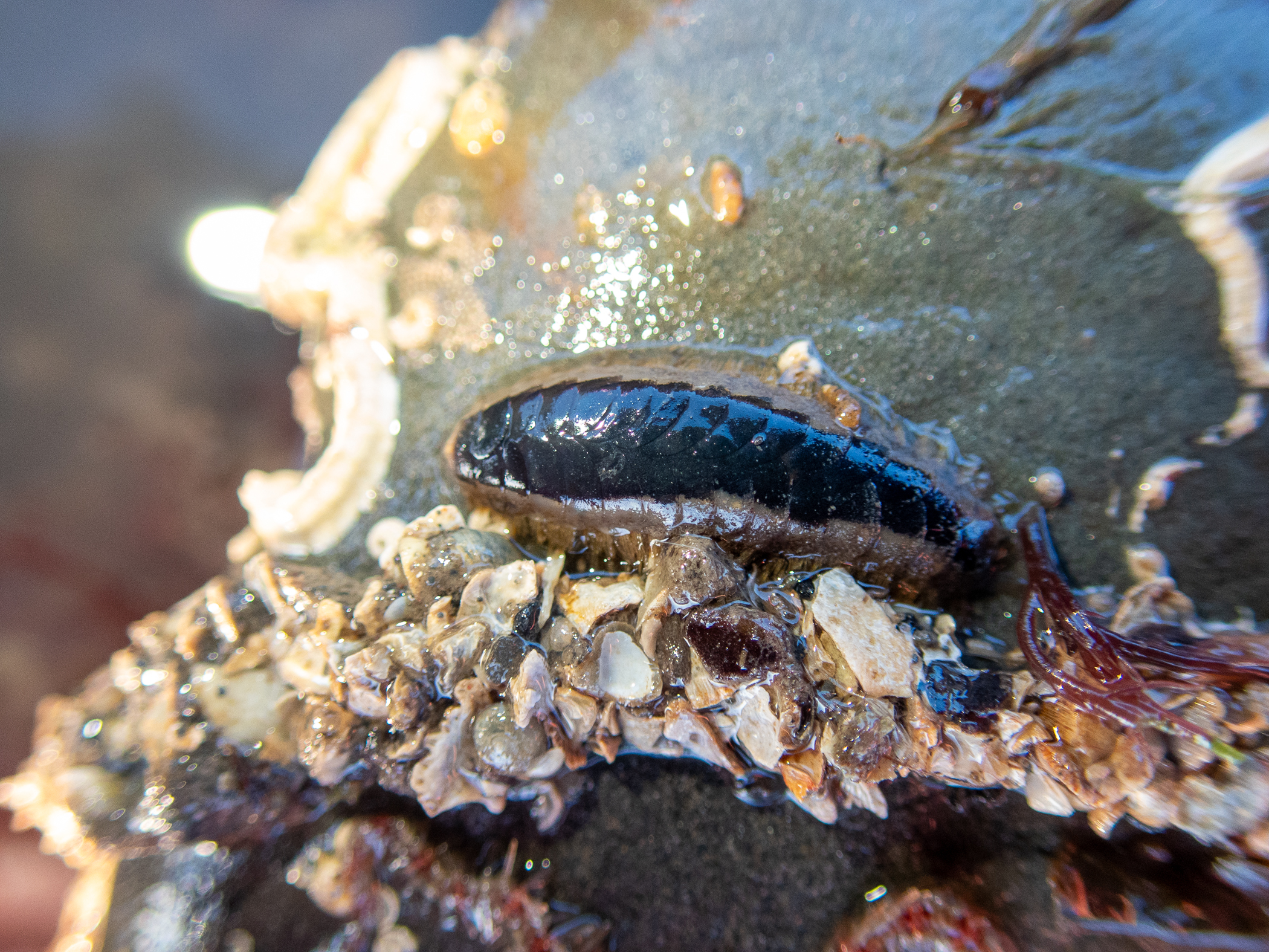 image: Harmothoe imbricata. Strangford Lough, 2021.