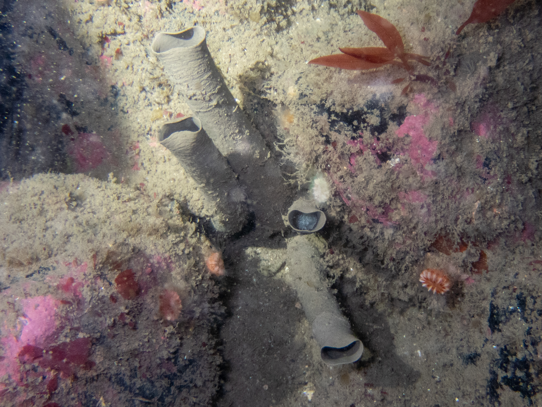image: Bispira volutacornis. Showing the distinctive pinched tubes, Rathlin Island, 2024. Photographer(s): Libby Keatley.