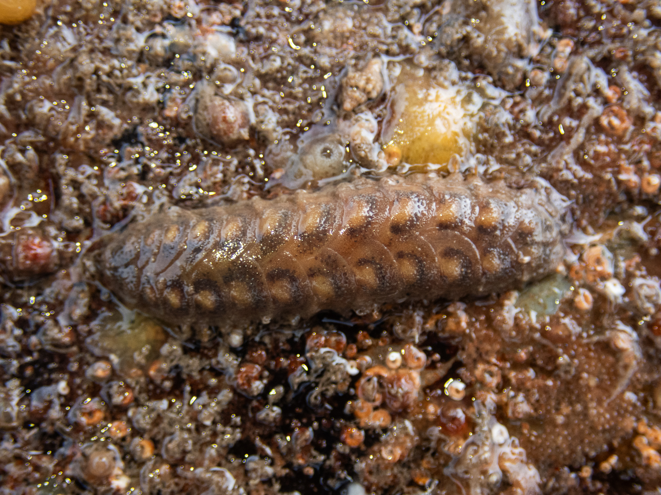 image: Lepidonotus squamatus. Strangford Lough, 2020.