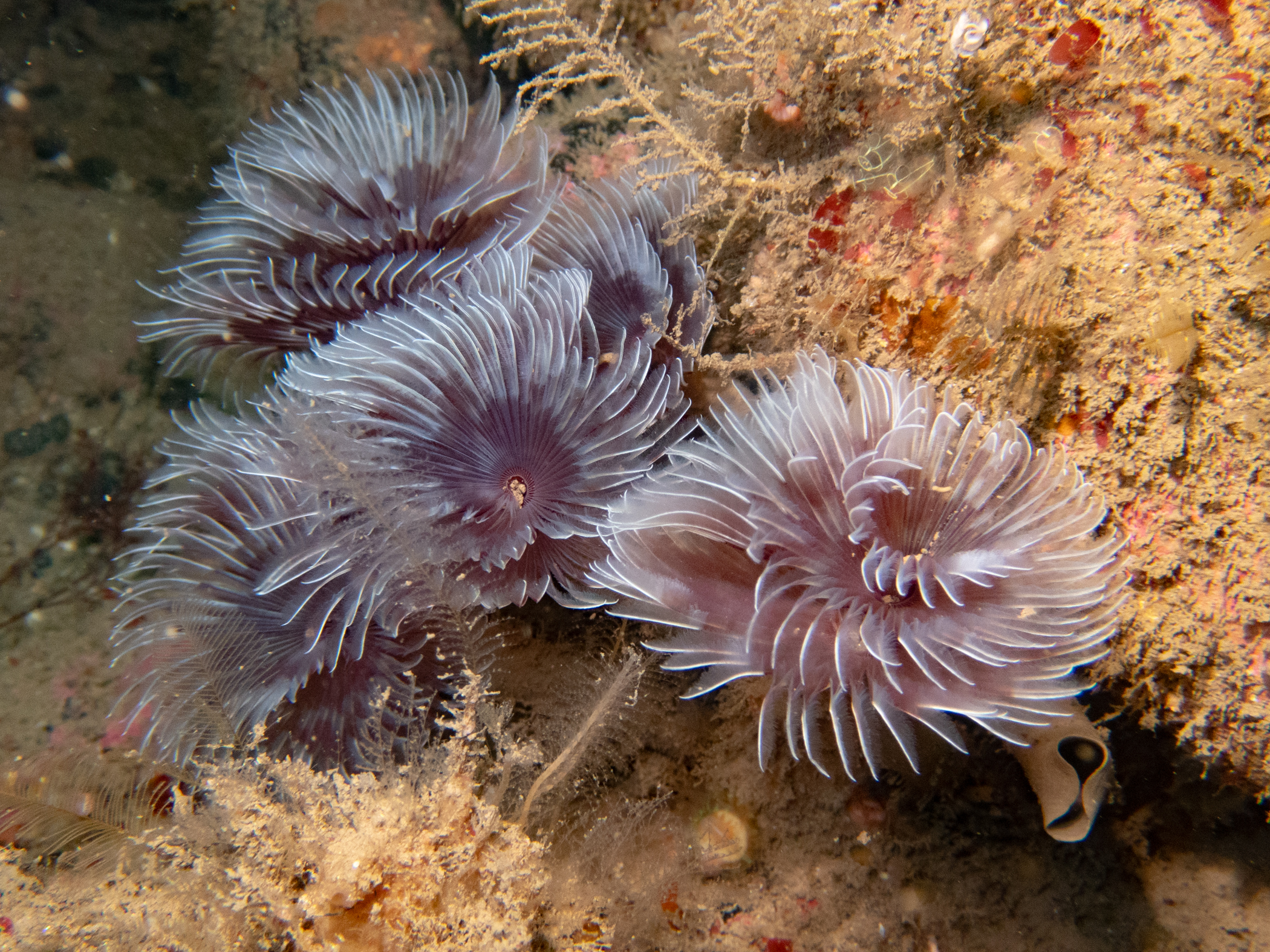 image: Bispira volutacornis. Showing one of the colour variations, Rathlin Island, 2024. Photographer(s): Libby Keatley.