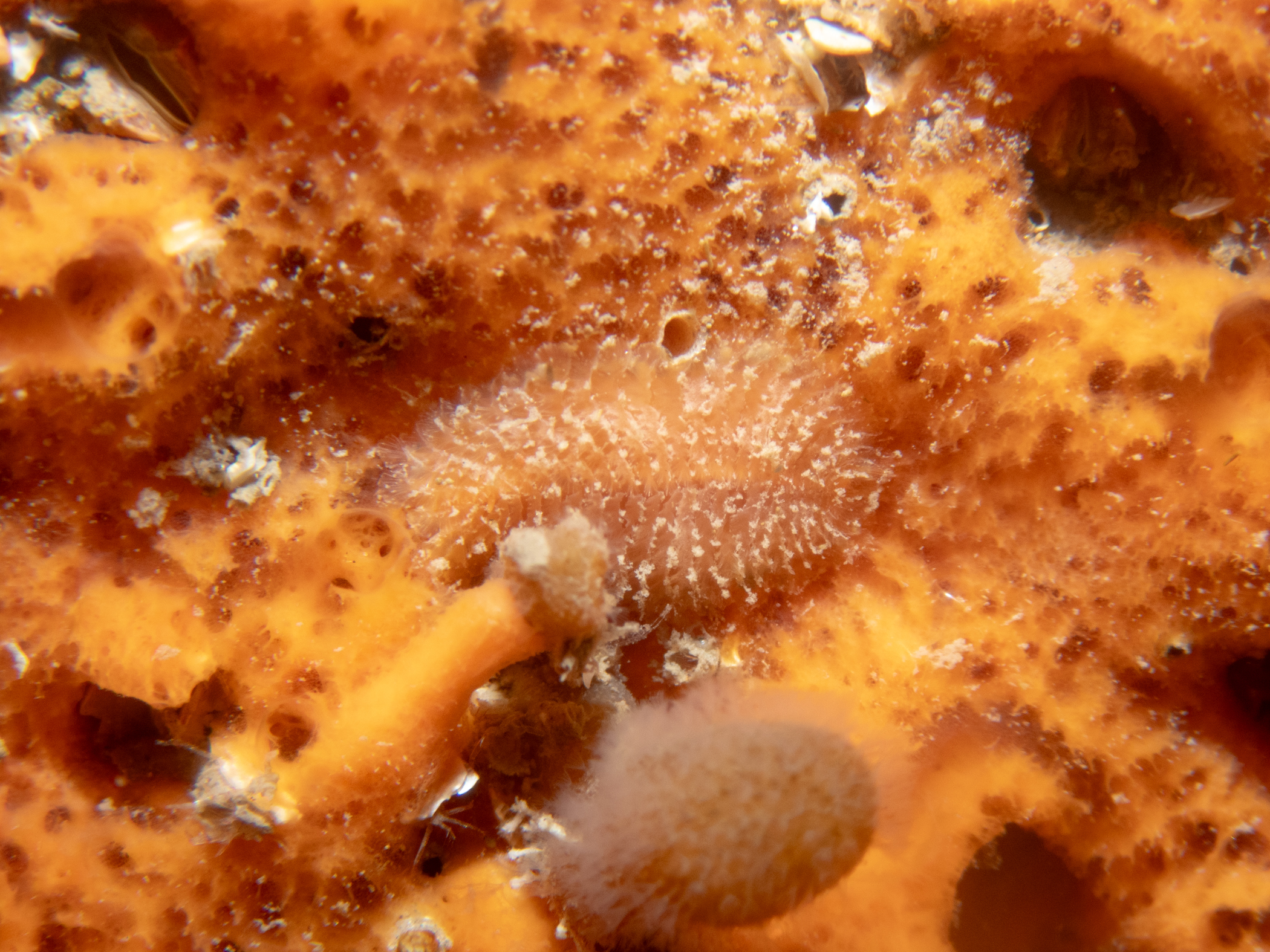 image: Spinther oniscoides. Strangford Lough, 2024. Photographer(s): Libby Keatley.