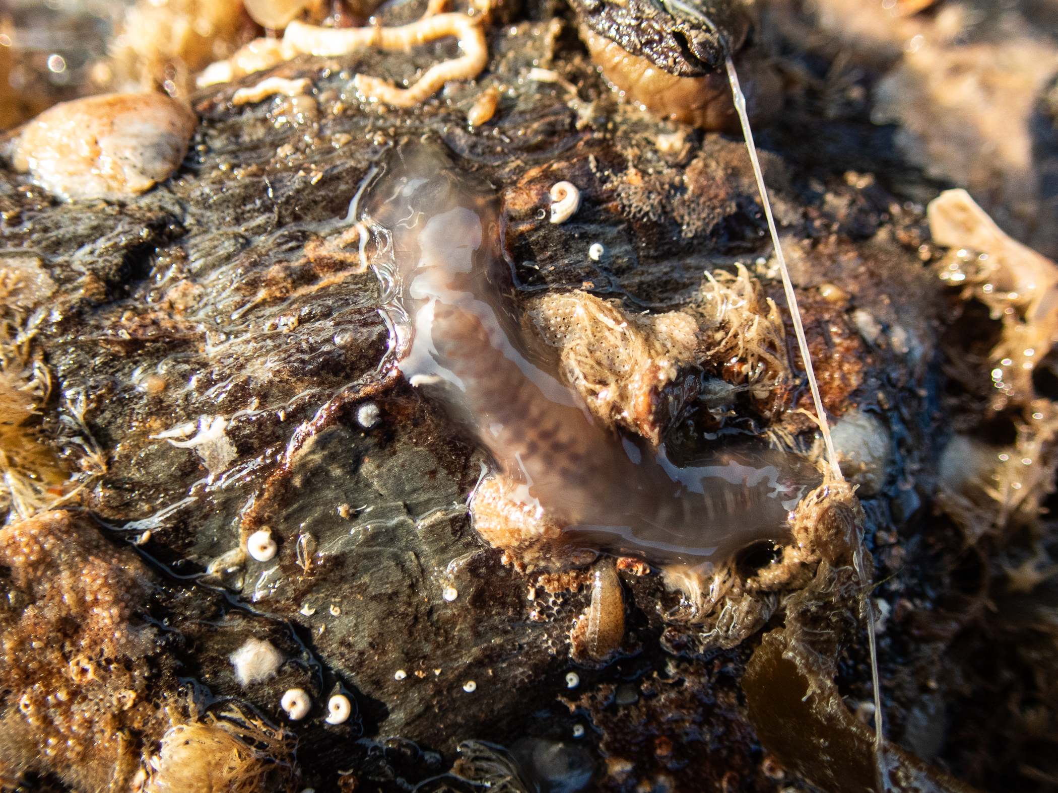 image: Alentia gelatinosa. Strangford Lough, 2020.