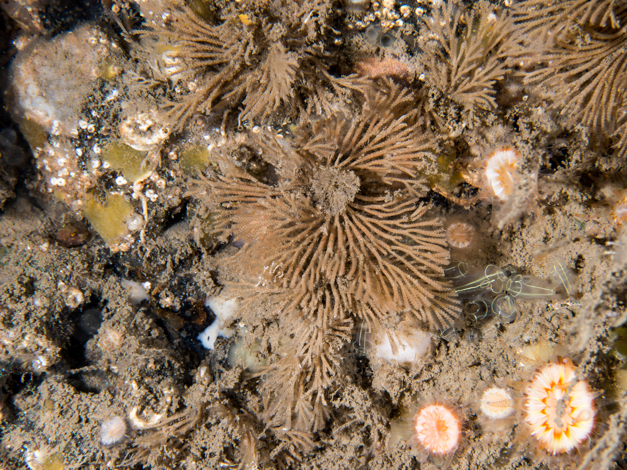 Caberea ellisii image: _b165270