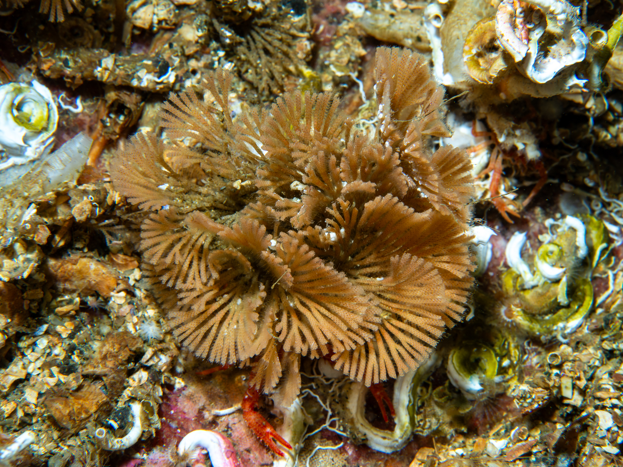 image: _b191642