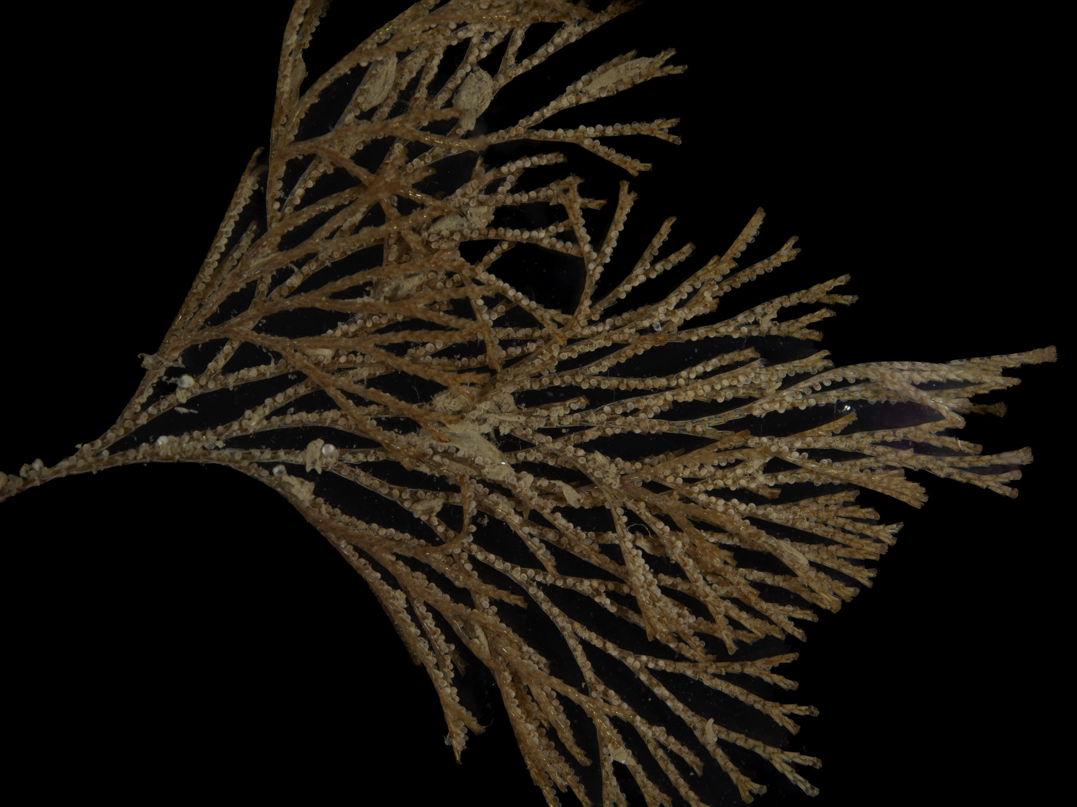 image: Bugula neritina. Carrickfergus Marina, Co. Antrim, 2019.