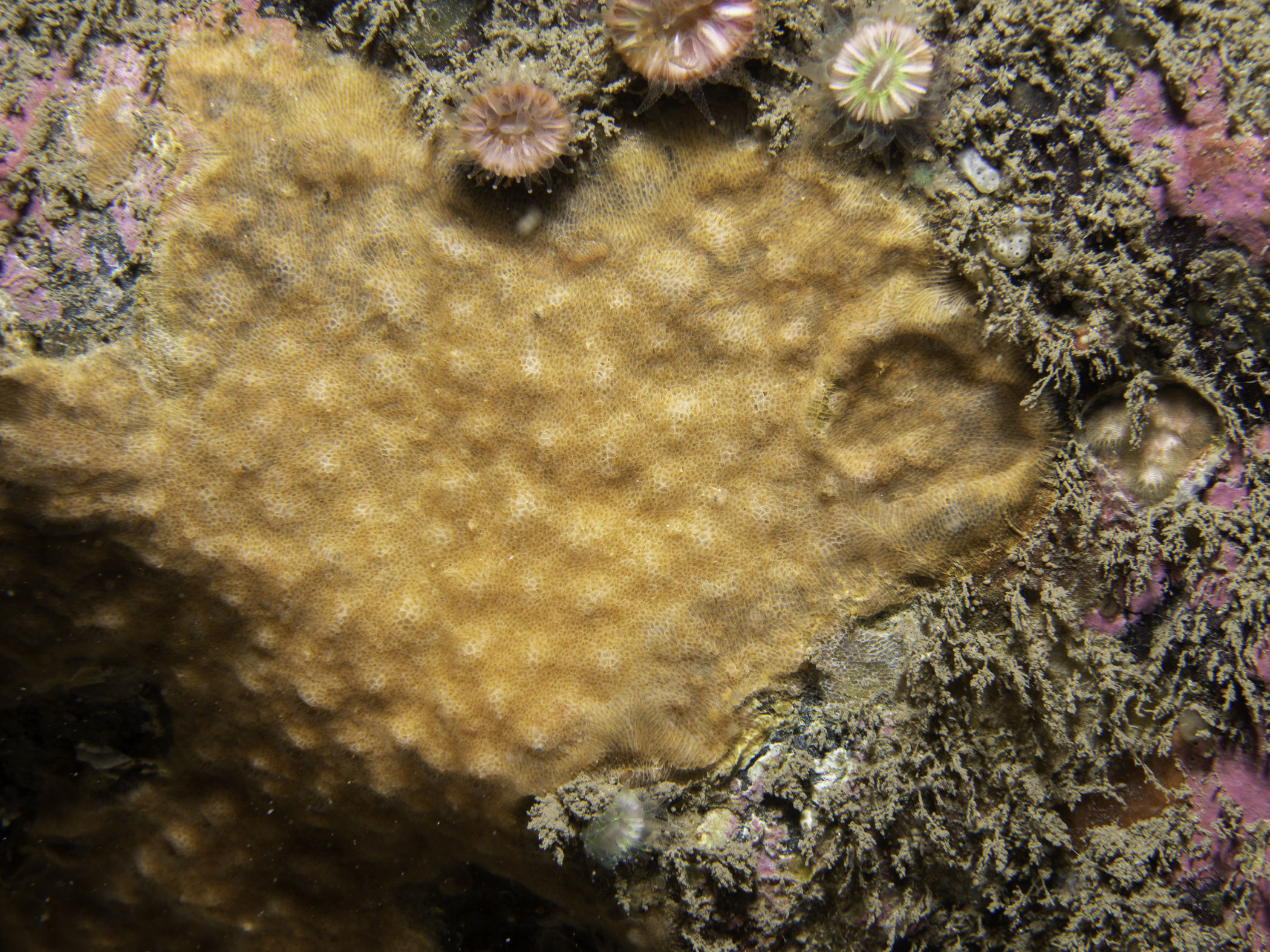 image: Parasmittina trispinosa. Sroanderrig, Rathlin Island.