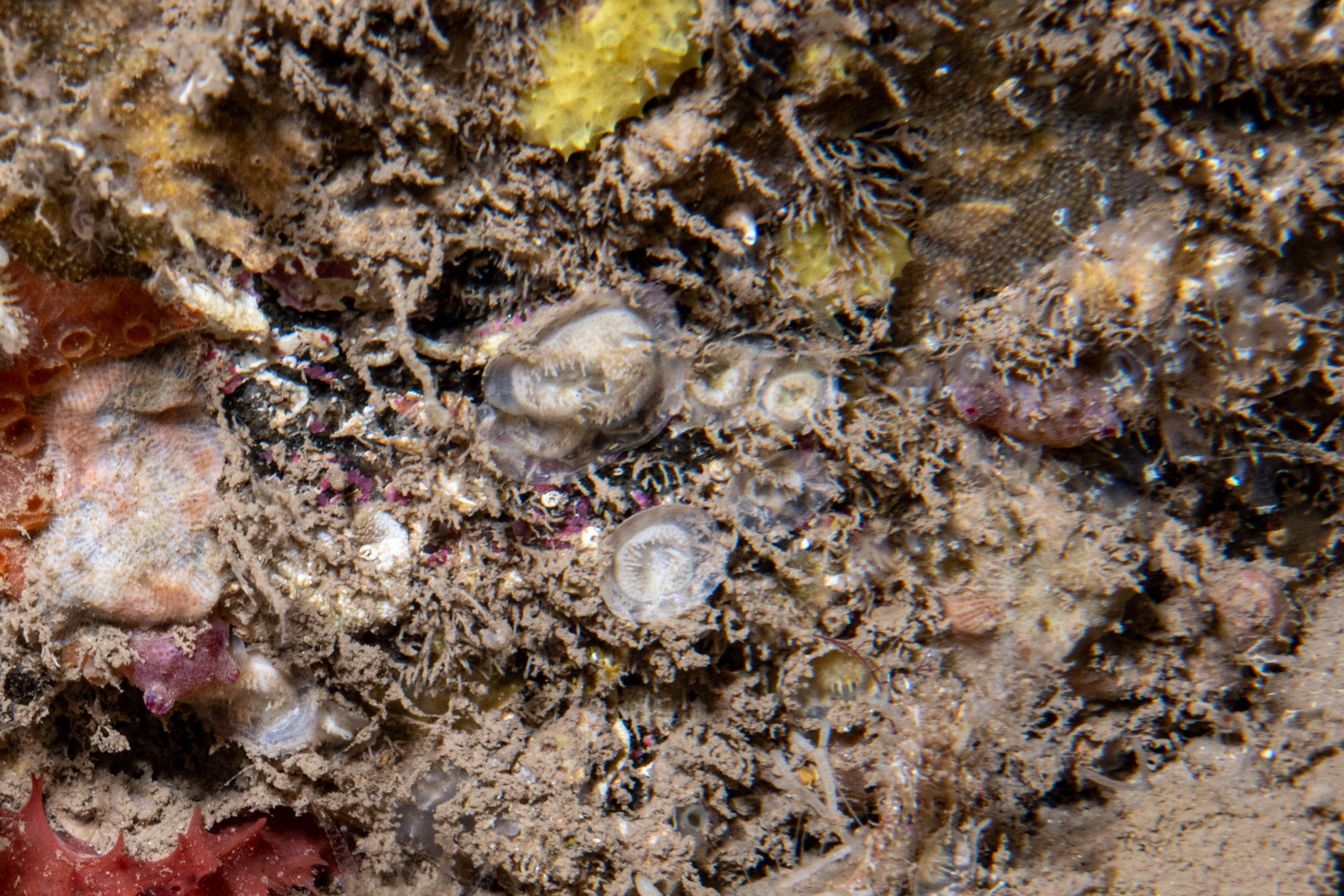 image: Plagioecia patina. Group of <em>Plagioecia patina</em>, Rathlin Island, 2025. Photographer(s): Libby Keatley.