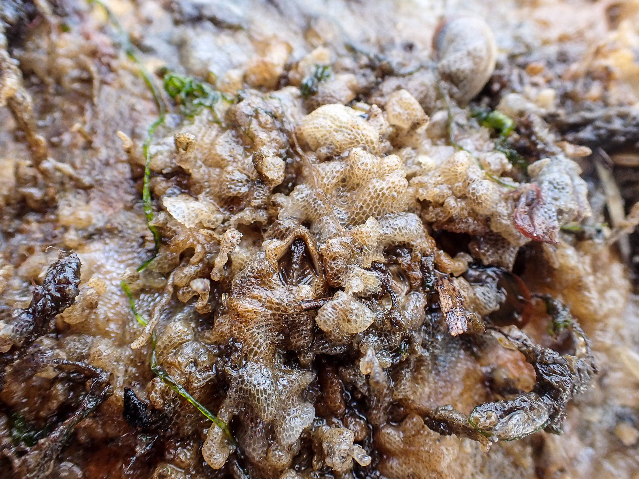 image: Conopeum reticulum. Growing on the underside of a fender, Belfast Marina, Co. Antrim, 2023.