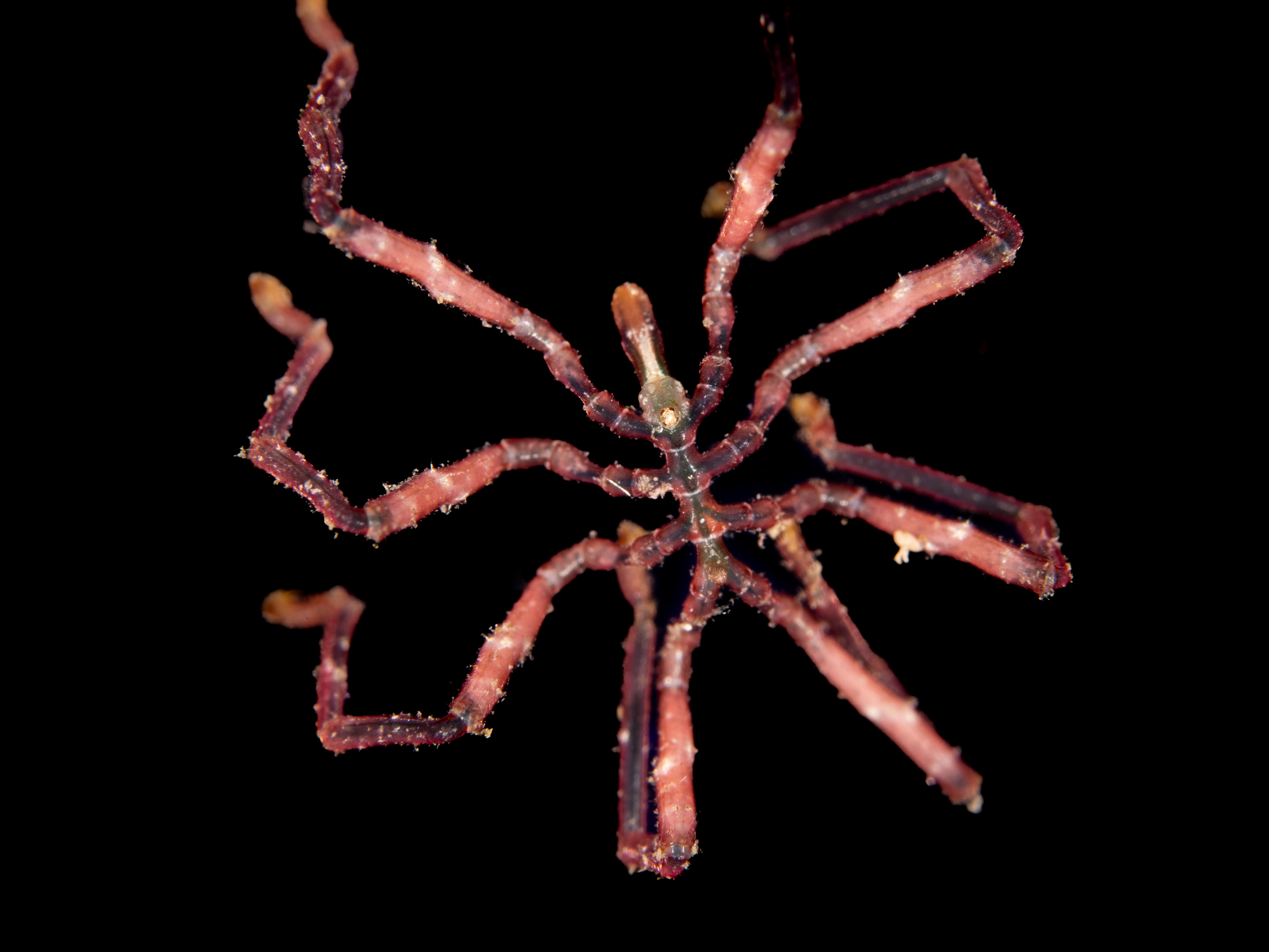 image: Nymphon gracile. Rathlin Isalnd, Co. Antrim, 2024.