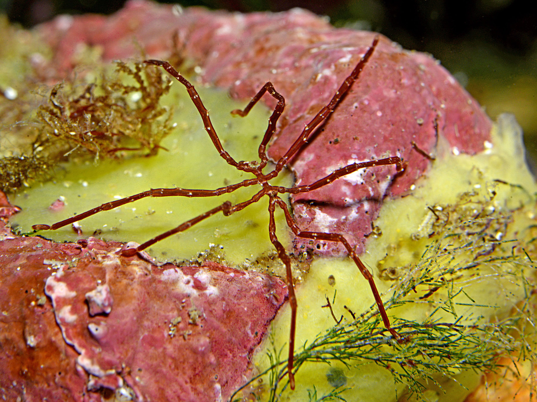 Endeis charybdaea image: endcab