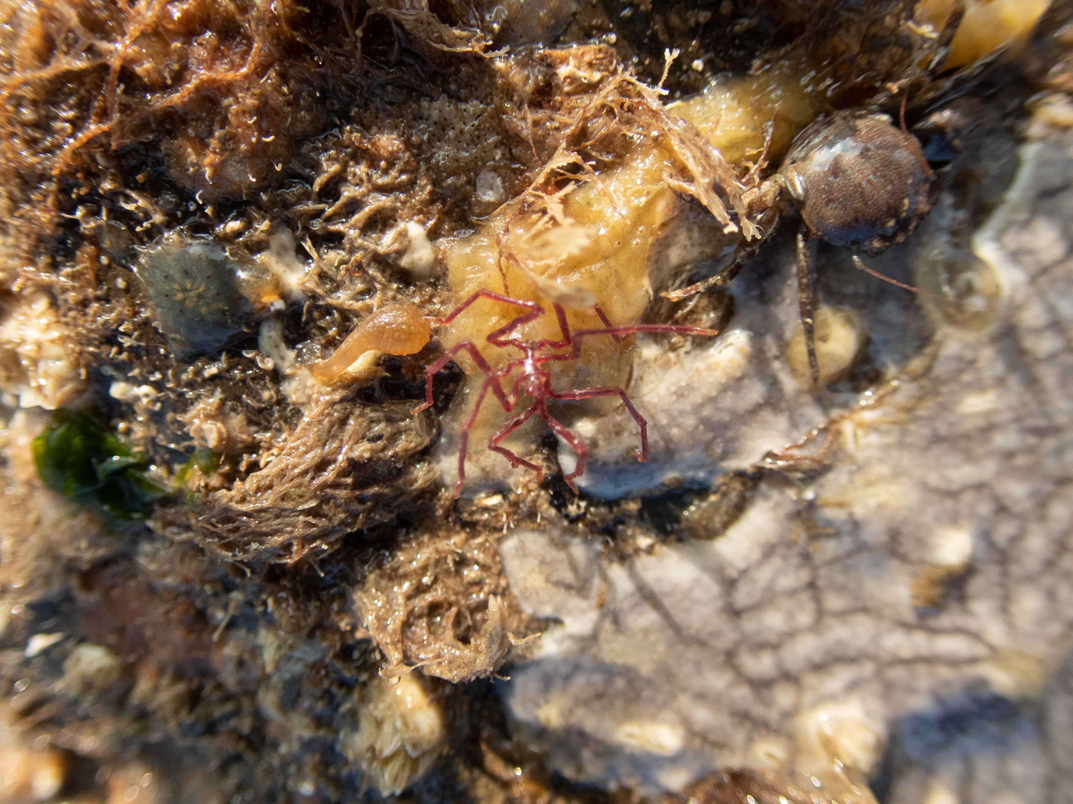 image: Nymphon gracile. Ballyhenry Island, Strangford Lough, Co. Down, 2020.
