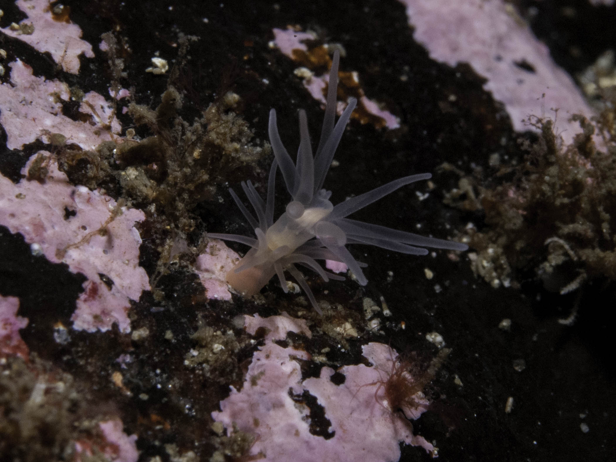 image: Gonactinia prolifera. Showing reproduction by transverse division, Gulen, Norway, 2013.