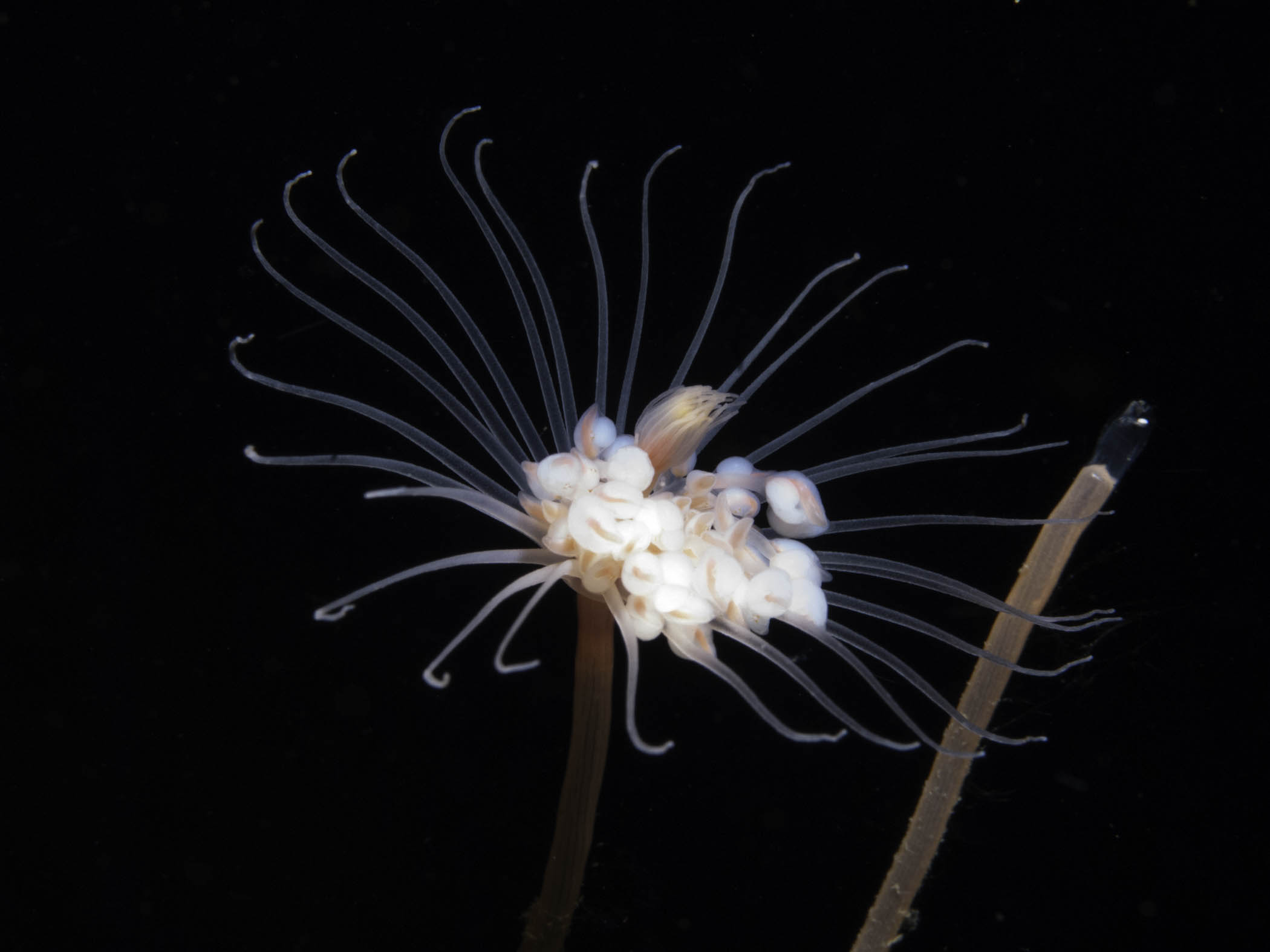 image: Tubularia indivisa. Close up of polyp, Gulen, Norway 2013.