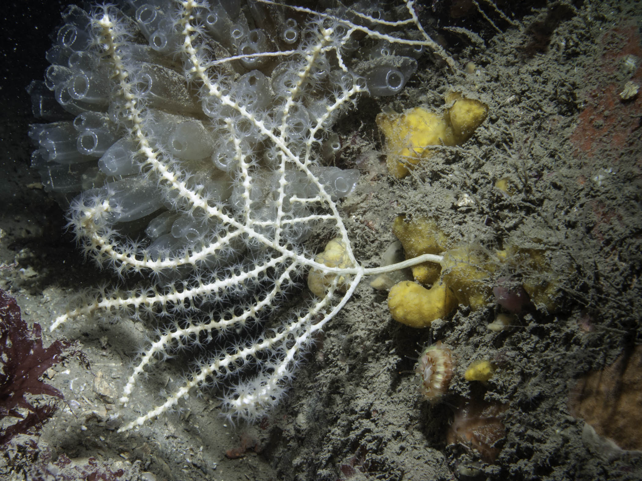 image: Callistephanus pallida. Scotland, 2013.