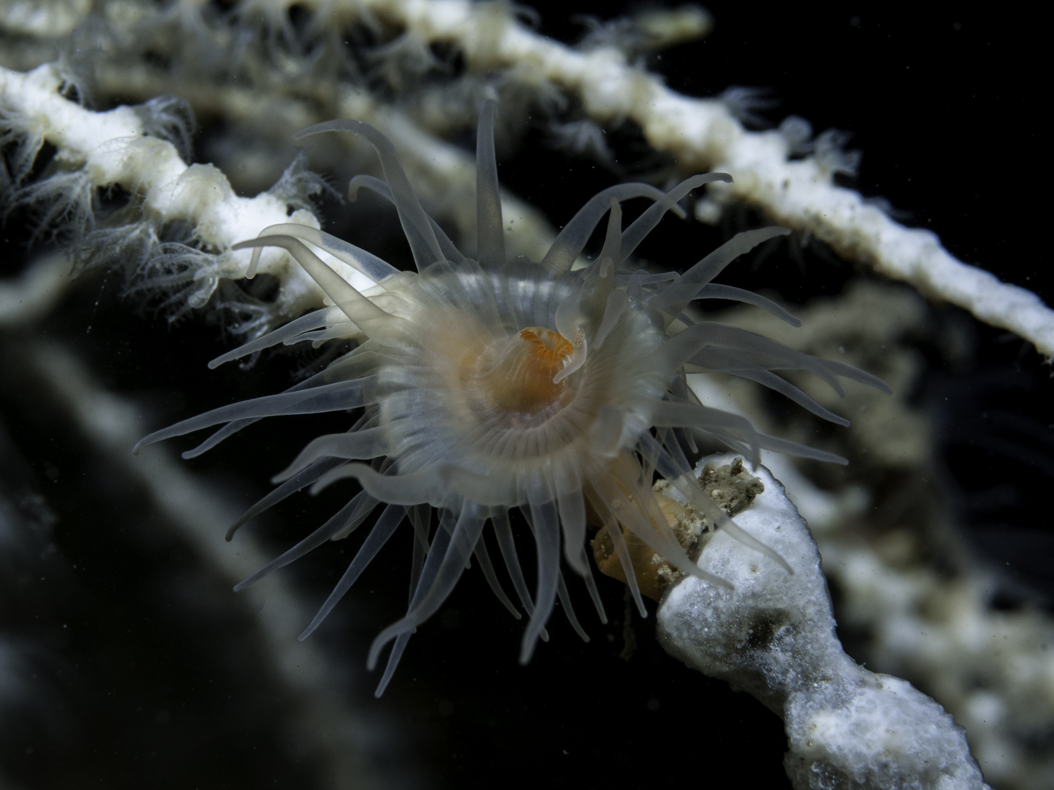 image: Amphianthus dohrnii. On the sea fan <i>Swiftia pallida</i>, Scotland, 2013.