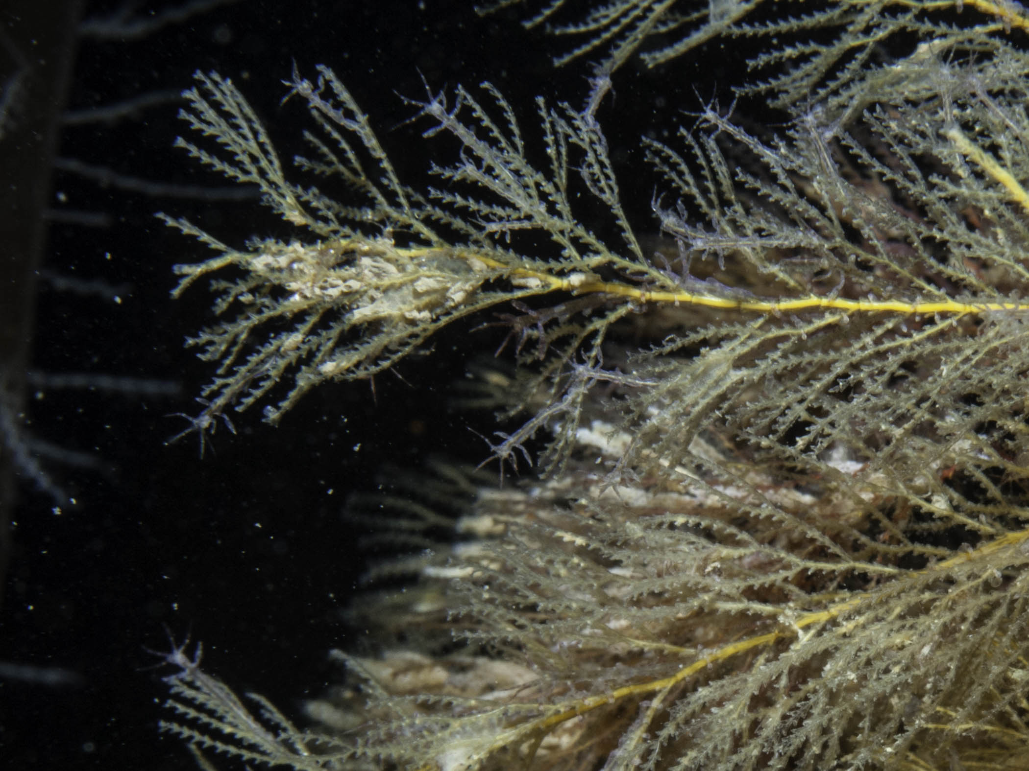image: Sertularia argentea. Close-up photograph showing sub-alternate arrangement of hydrothecae.