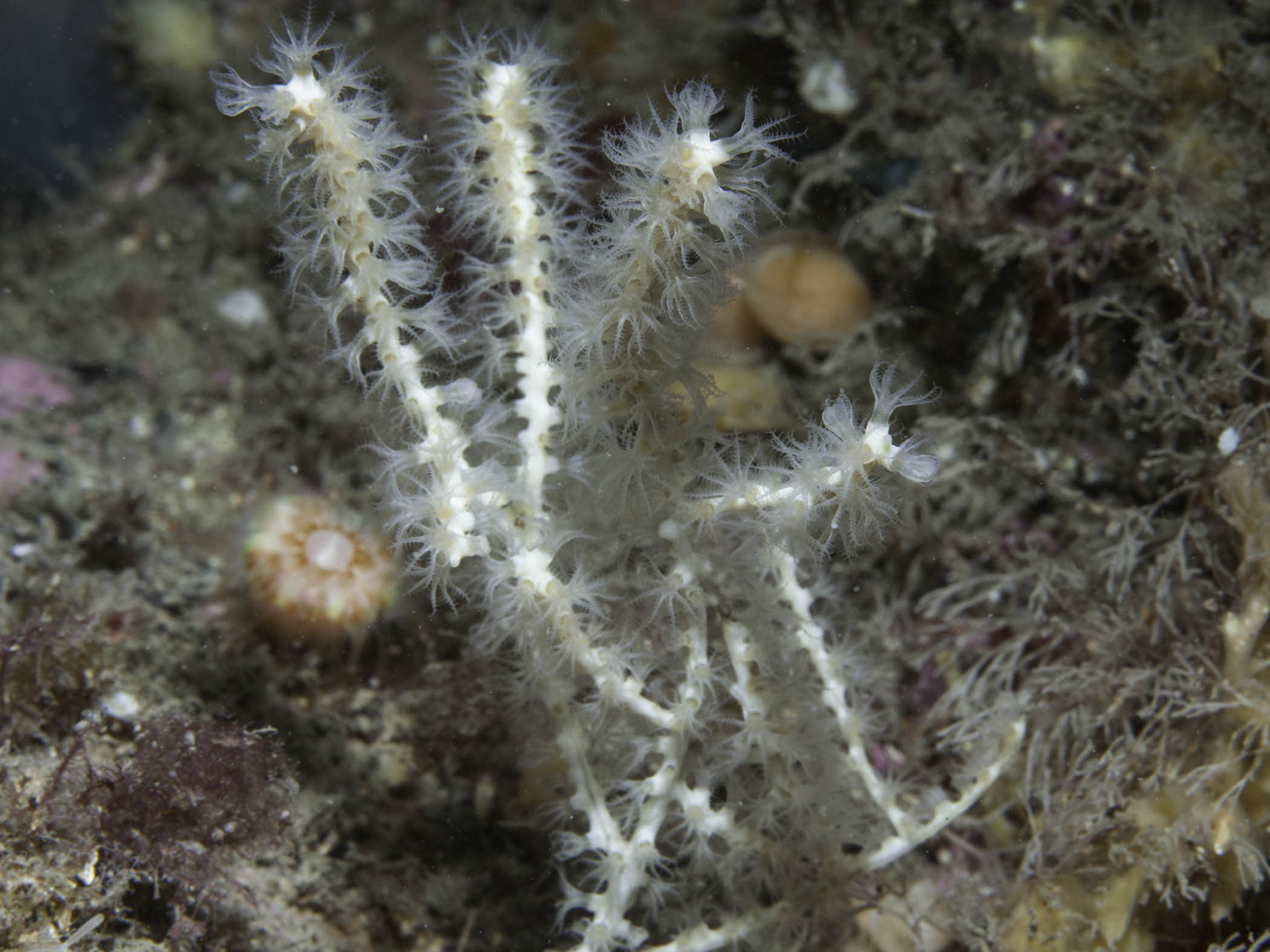 image: Callistephanus pallida. Scotland, 2013.