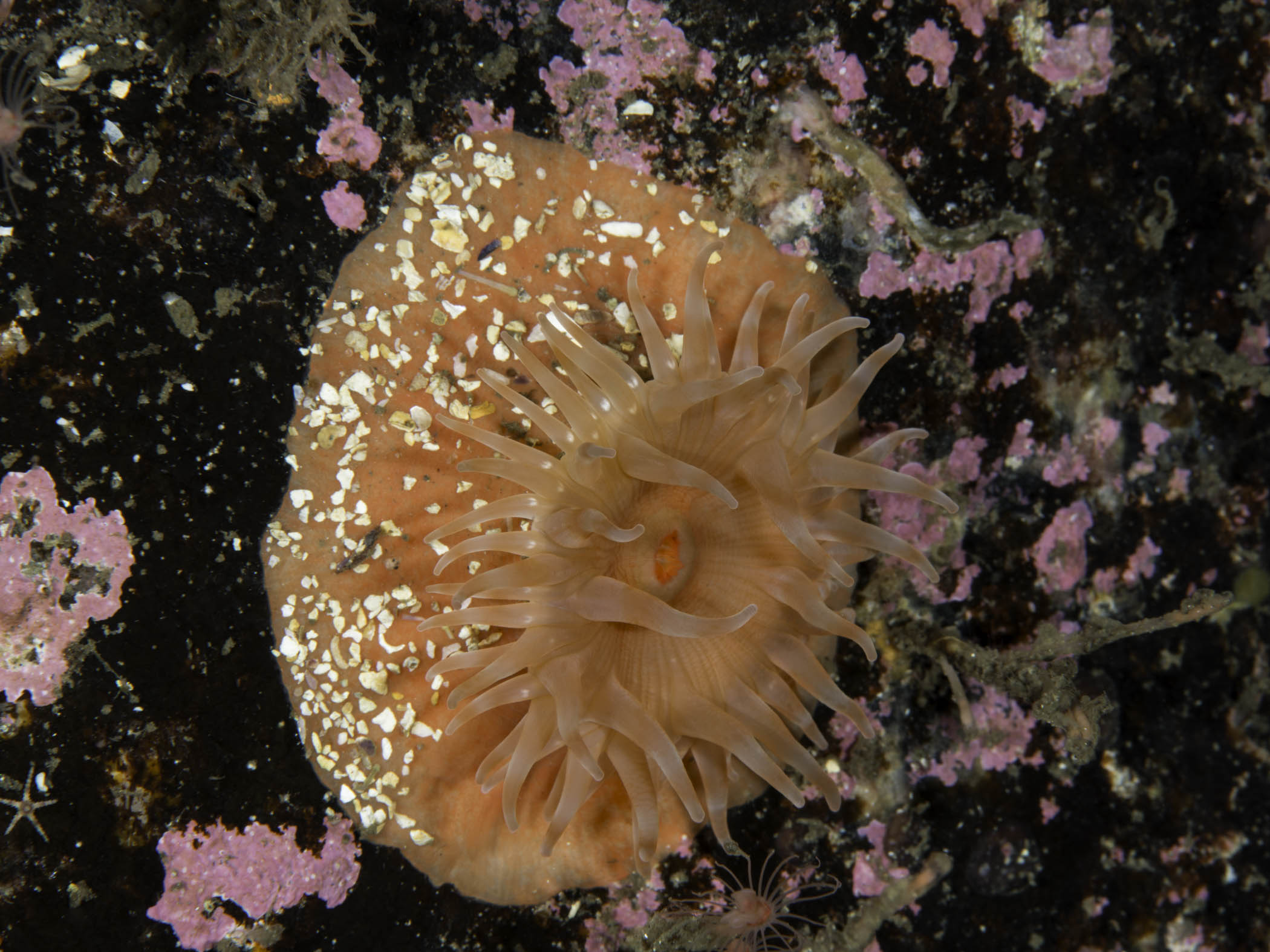 image: Stomphia coccinea. Gulen, Norway, 2014.