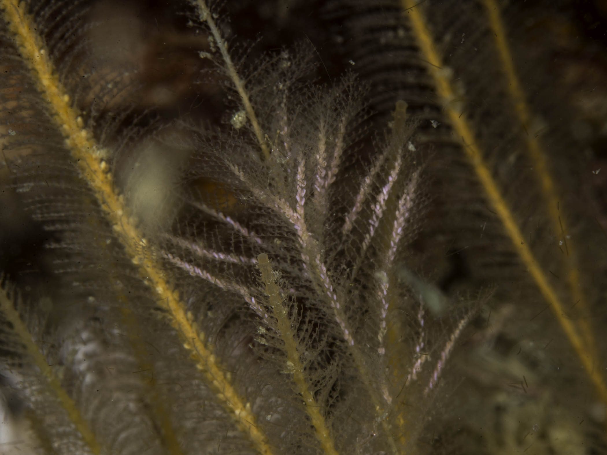image: Plumularia setacea. Reproductive colony, growing on <em>Nemertesia</em>, Isle of Man, 2015.