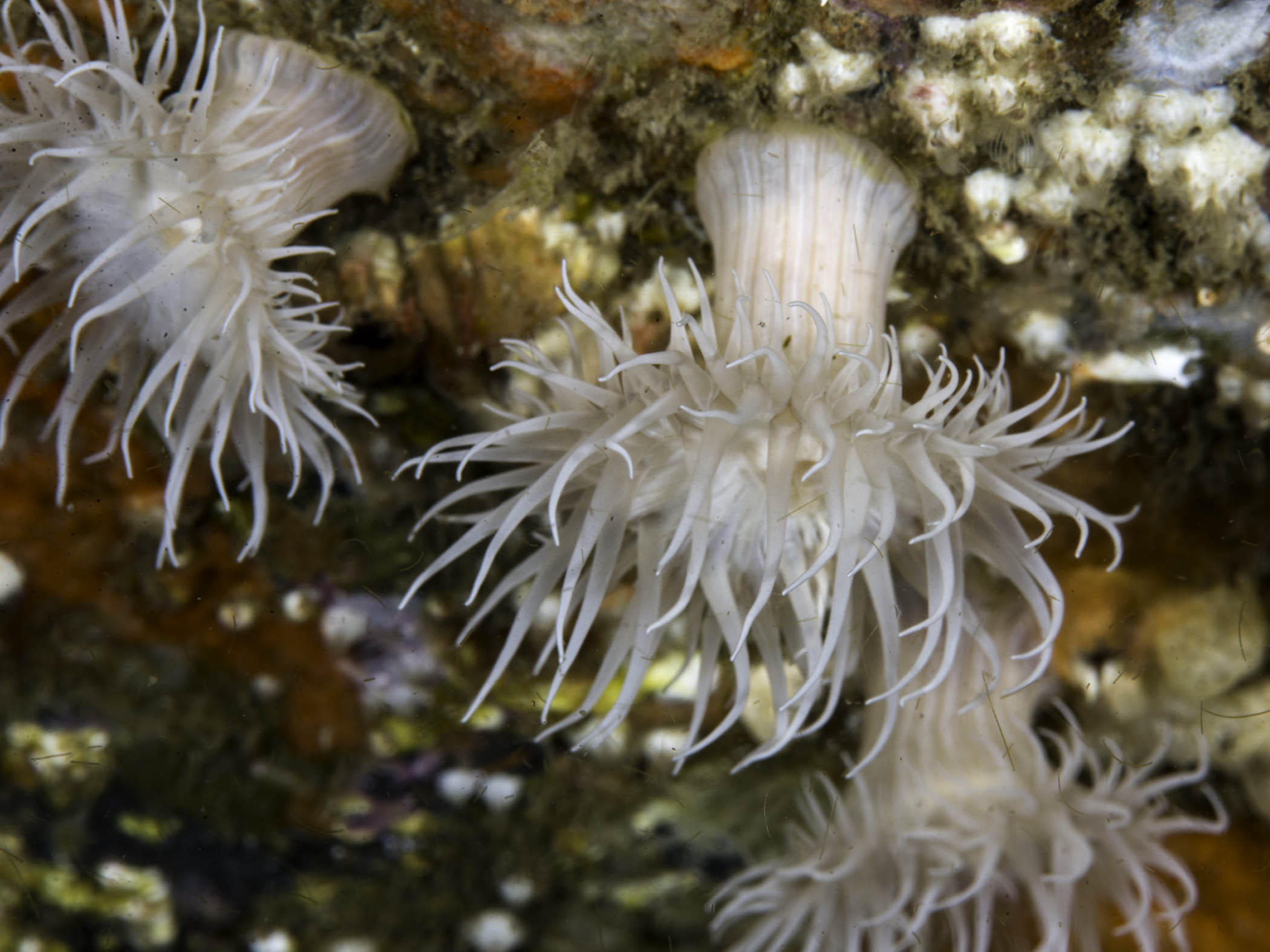 image: Actinothoe sphyrodeta. All white form, Isle of Man, 2015.