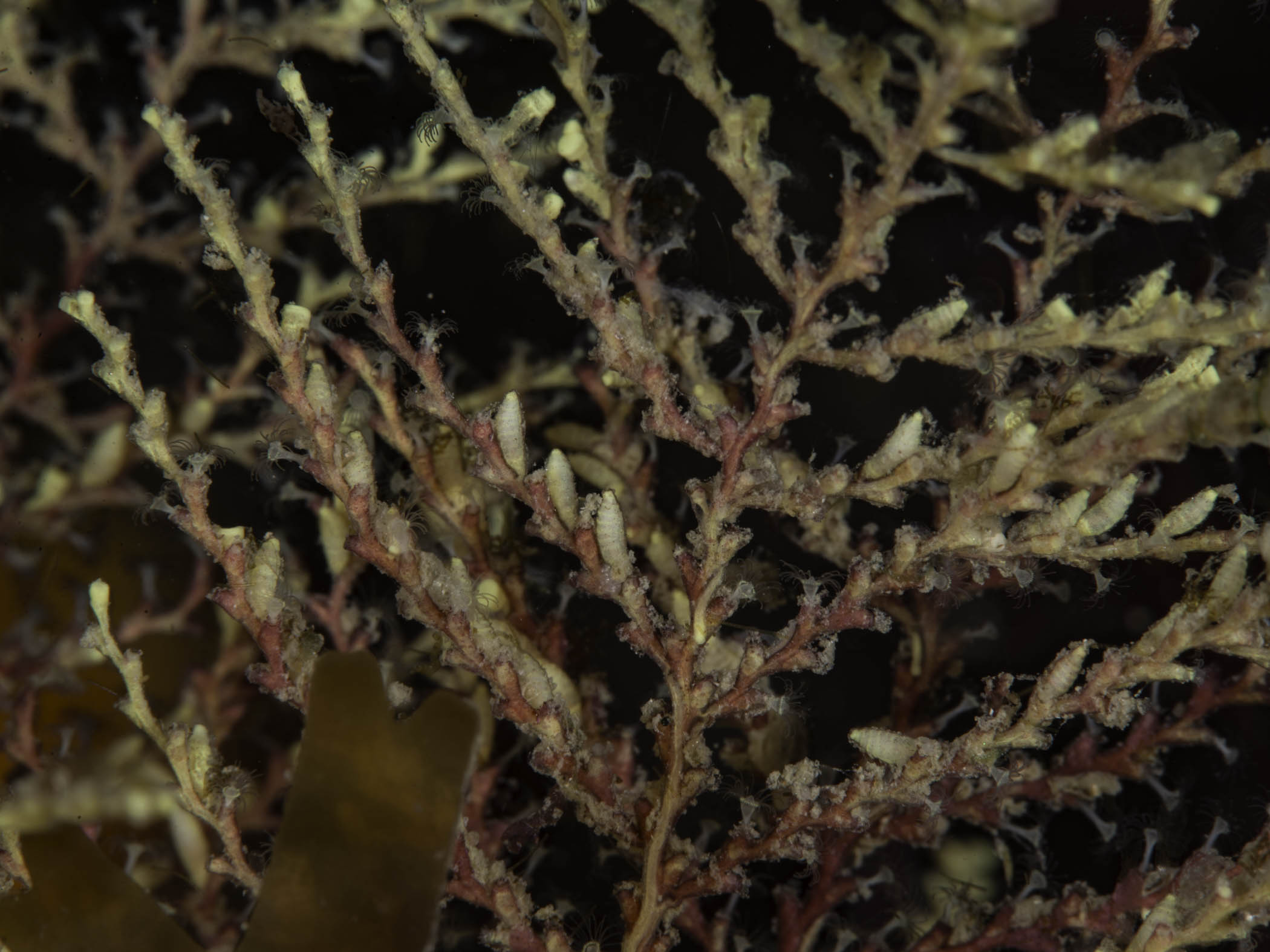 image: Sertularella gayi. Close-up showing gonothecae, Isle of Man, 2015.